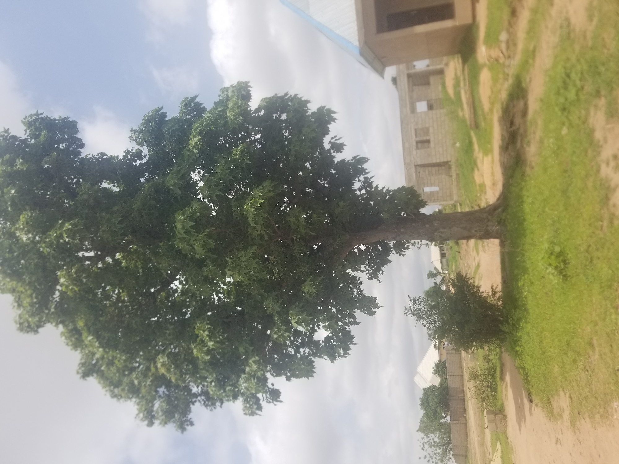 The image depicts an outdoor scene in Jauro Yinu, Nigeria, dominated by a large, mature tree with dense green foliage. The tree stands prominently in the foreground, its trunk thick and textured. To the right of the tree, a partially constructed building with exposed brickwork and window openings is visible. Further in the background, another building with a light-colored roof and a blue trim is present, along with a low-lying brick wall and some smaller trees and bushes. The ground is a mixture of dirt paths and grassy areas. The sky is overcast with scattered clouds. The overall impression is of a developing rural or semi-urban area.