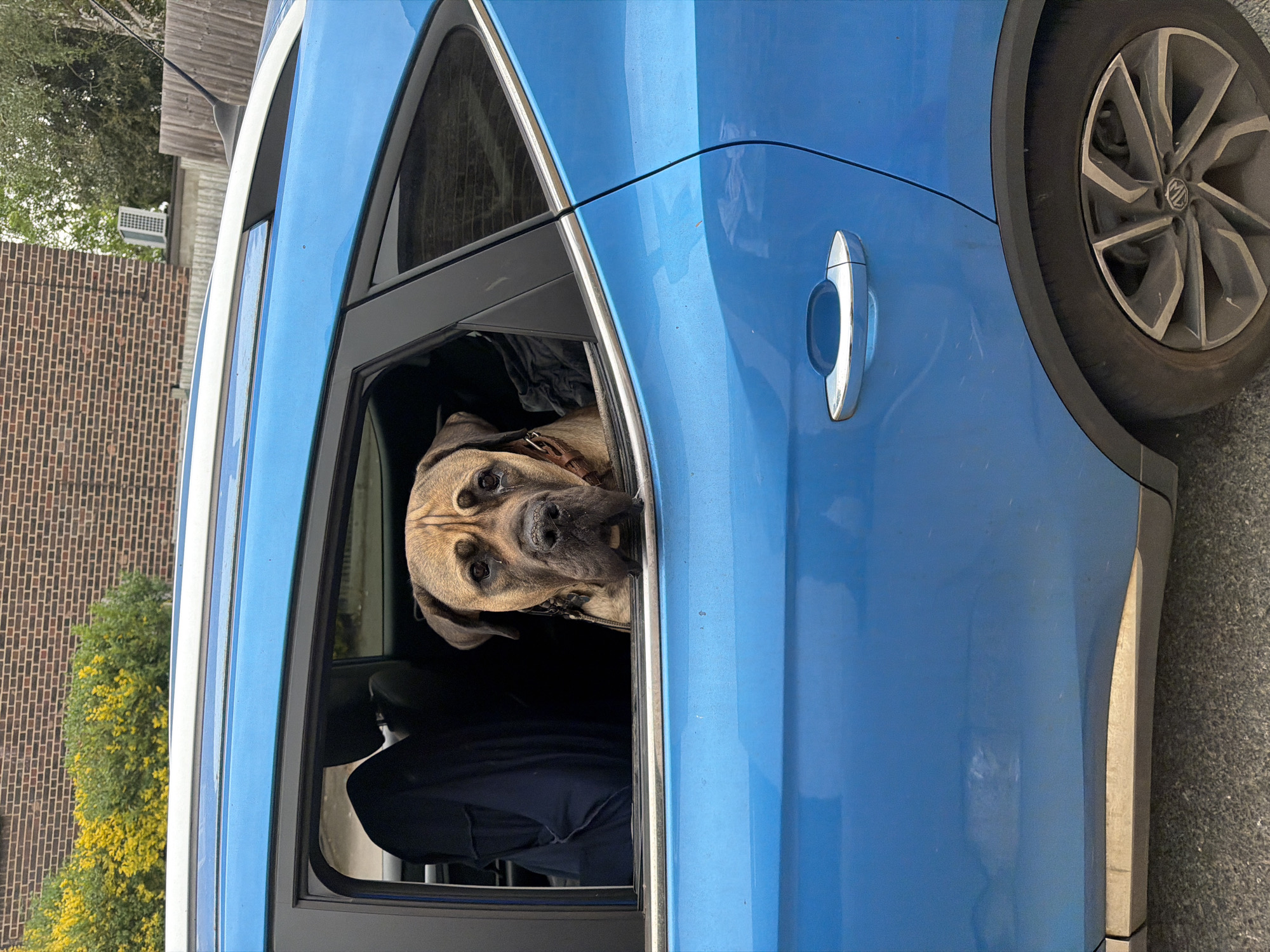 A blue car is parked on the side of a road, with a large brown dog looking out of the open back window. The dog is wearing a collar. The car is in a residential area, with brick buildings and green trees visible in the background. The exact location in London, UK cannot be determined from the image.