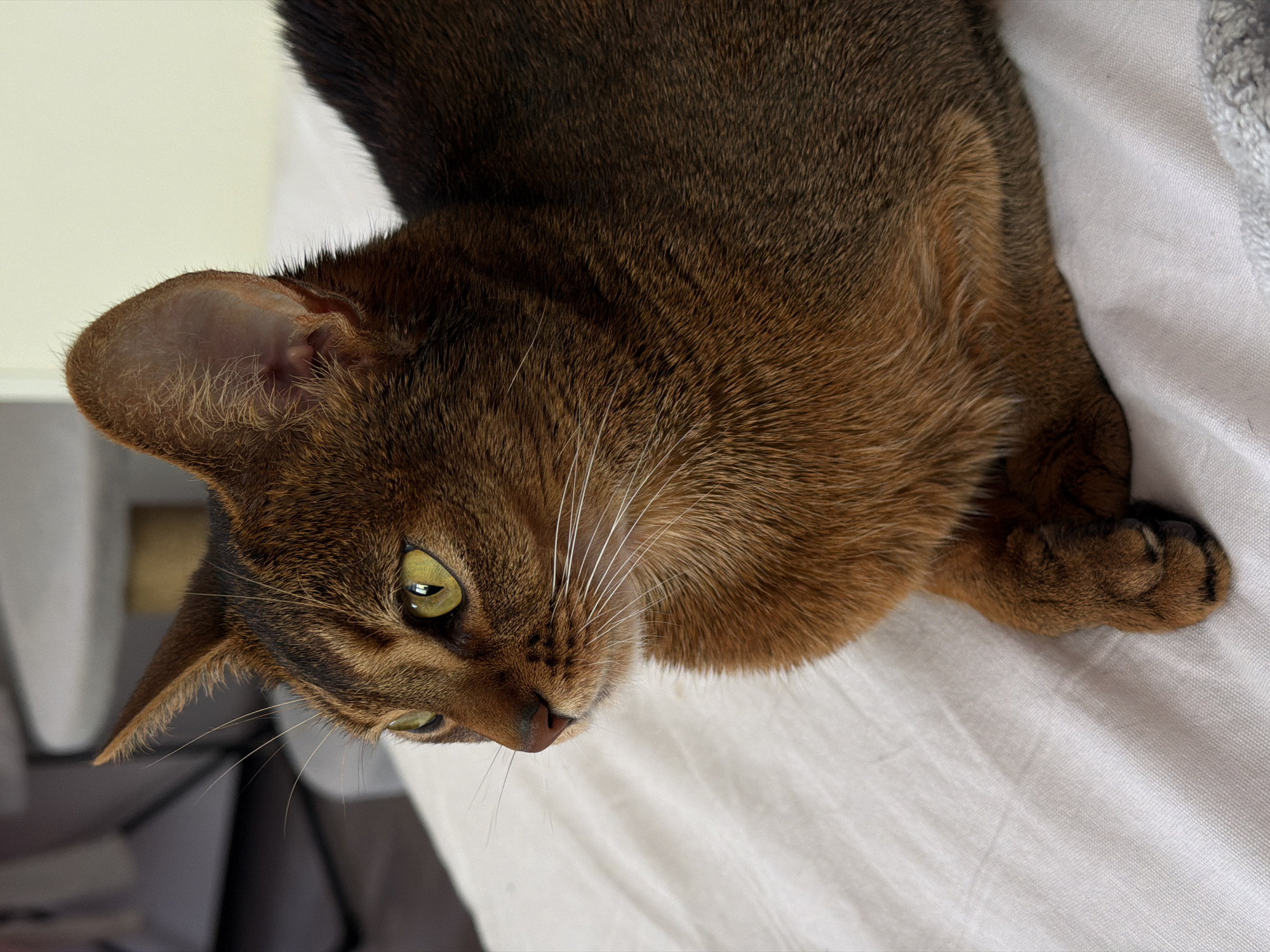 A close-up, high-angle shot depicts a brown Abyssinian cat resting on a white surface. The cat's head is positioned at the left, with its body extending towards the right. The cat's green eyes are partially visible, and its face is marked with subtle stripes. Its ears are upright and pointed, with visible details of the inner ear. White whiskers extend from its nose. One paw is visible on the right side of the image, resting on the white surface. The background is uniformly white. No people or city are apparent.