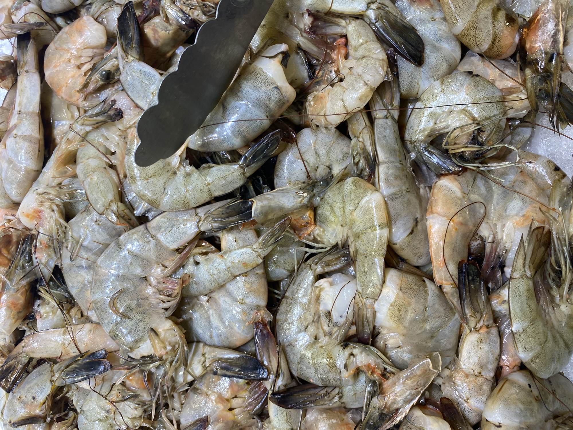 A high-angle close-up shot shows a large quantity of raw shrimp displayed on what appears to be ice. The shrimp are pale gray to translucent, with some having a faint pinkish-orange hue. Their shells are partially or fully intact, revealing the segmented bodies and antennae. The shrimp are piled together, creating a textured, uneven surface. A metal tong with a black handle is visible in the lower right quadrant, resting on top of the shrimp, suggesting they are being served or prepared. The image is tightly framed, filling the entire view with the shrimp and the tool. The lighting is bright, creating some reflections on the shells. There is no visible indication of the city of Banda Aceh, Indonesia, within the image itself.