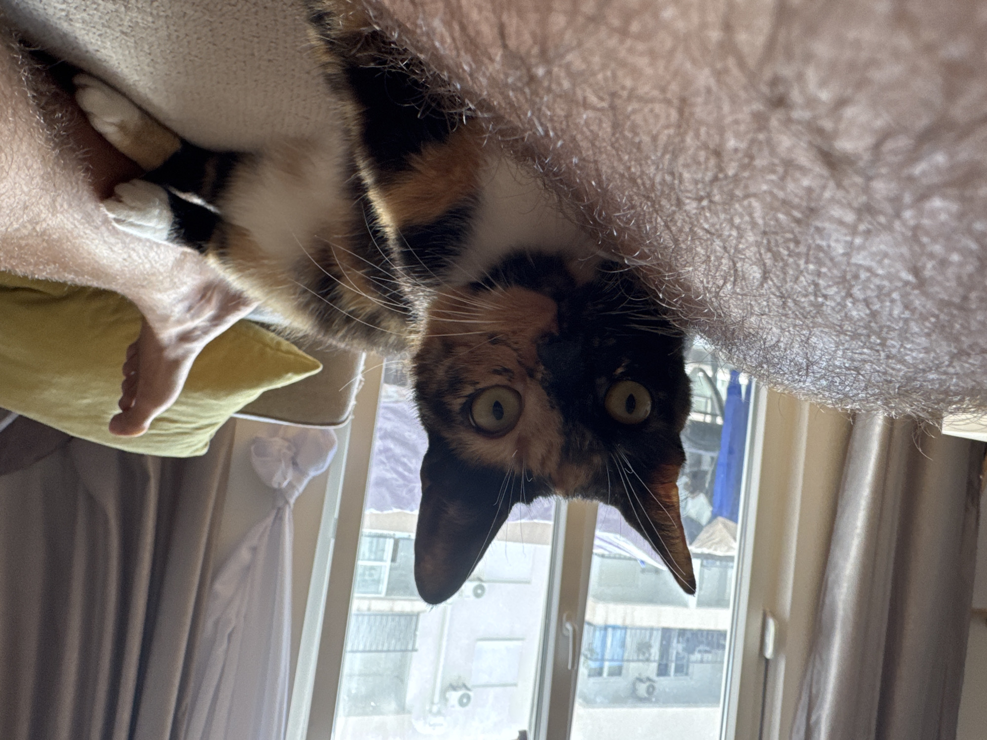 A tortoiseshell cat is lying on a person's lap in front of a window with sheer curtains. The cat's head is in focus, and its eyes are wide open, looking directly at the camera. The cat has patches of black, orange, and white fur. The person's hairy leg is in the foreground, and their foot is visible in the background, resting on a yellow cushion. The window reveals buildings and balconies, suggesting an urban setting. The scene appears to be indoors, likely in an apartment in Budva, Montenegro.