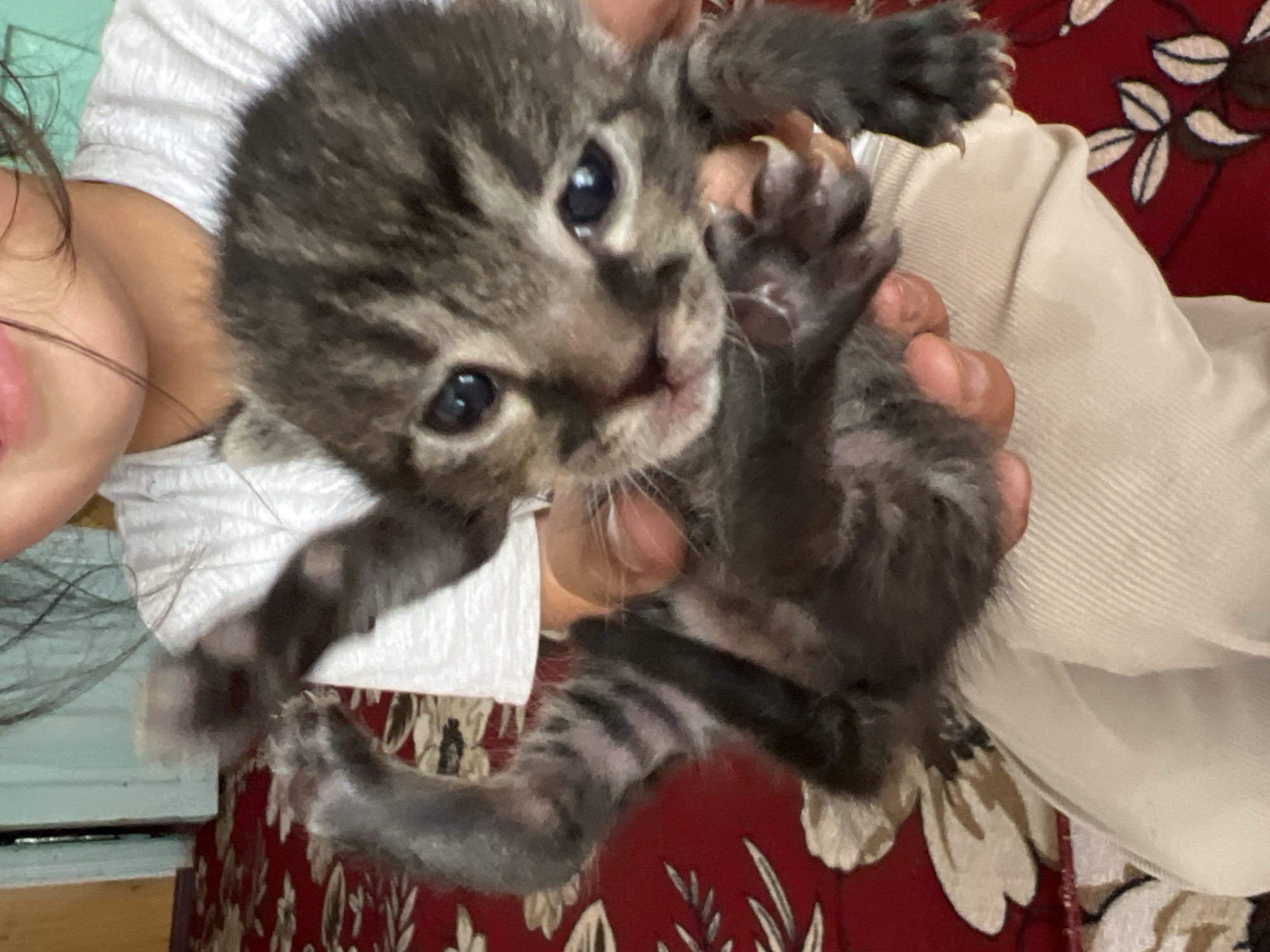 A close-up, low-angle shot captures a very young, gray tabby kitten being held by a person whose hands are visible supporting the kitten's body. The kitten's eyes are open and dark blue, and its mouth is slightly ajar. Its limbs are thin and appear underdeveloped, with faint tabby stripes visible on its legs. The kitten's fur is short and appears somewhat scruffy. The background is blurred but suggests an indoor setting. A portion of the person's light-colored clothing and a red patterned carpet are visible. The image does not provide any information to determine its location in the city of Kotormo, Kyrgyzstan.