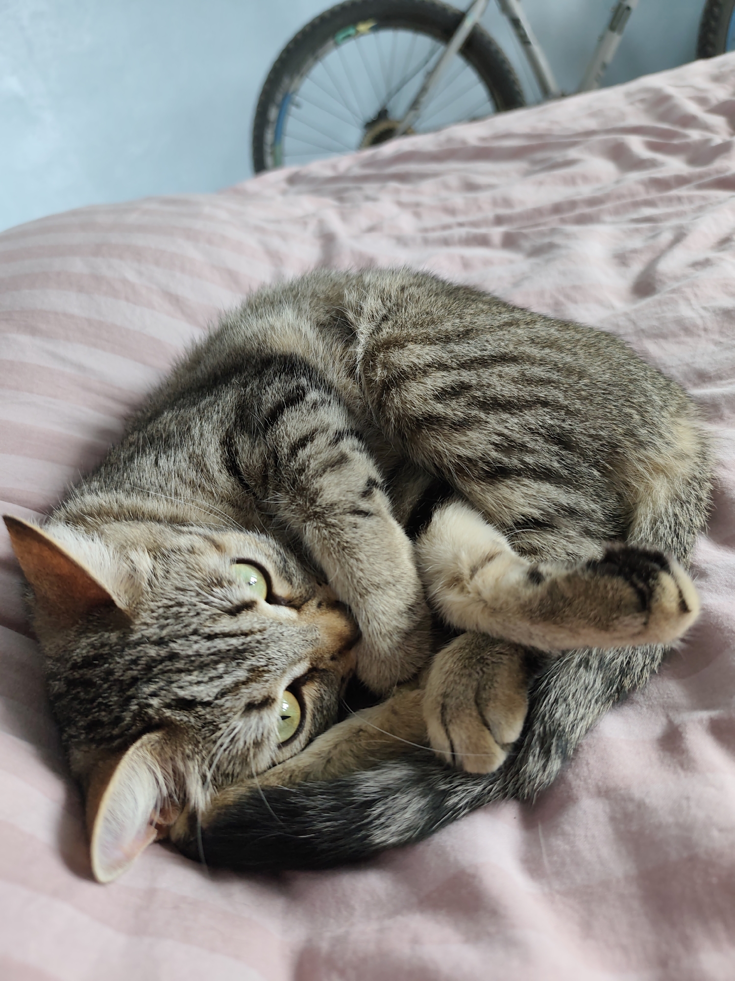 A young, tabby cat with green eyes is curled up on a pink and white striped bed. The cat is facing the camera, with its paws tucked close to its body. In the background, a bicycle wheel is visible, suggesting the cat is indoors, possibly in a home. The lighting is soft and natural. The scene is peaceful and suggests a domestic setting.