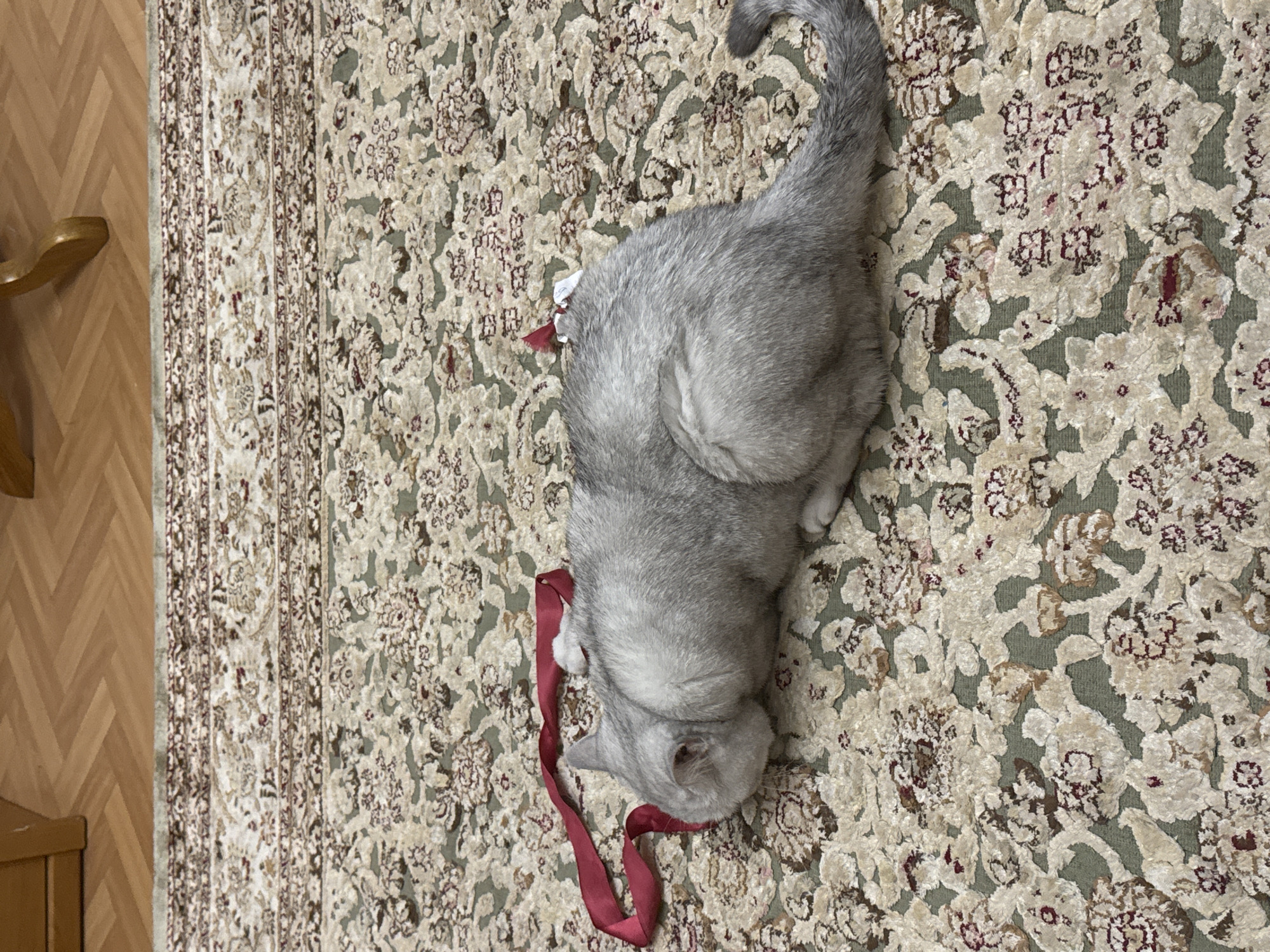 A silver-grey cat is lying on a patterned rug with a red ribbon. The cat is facing away from the camera, with its head lowered. The rug has a floral pattern in shades of cream, beige, and green, with some burgundy accents. The floorboards of a wooden floor are visible at the top of the image. The scene is indoors, likely in a residential setting, and there is no information to indicate the location as Bishkek City, Kyrgyzstan.