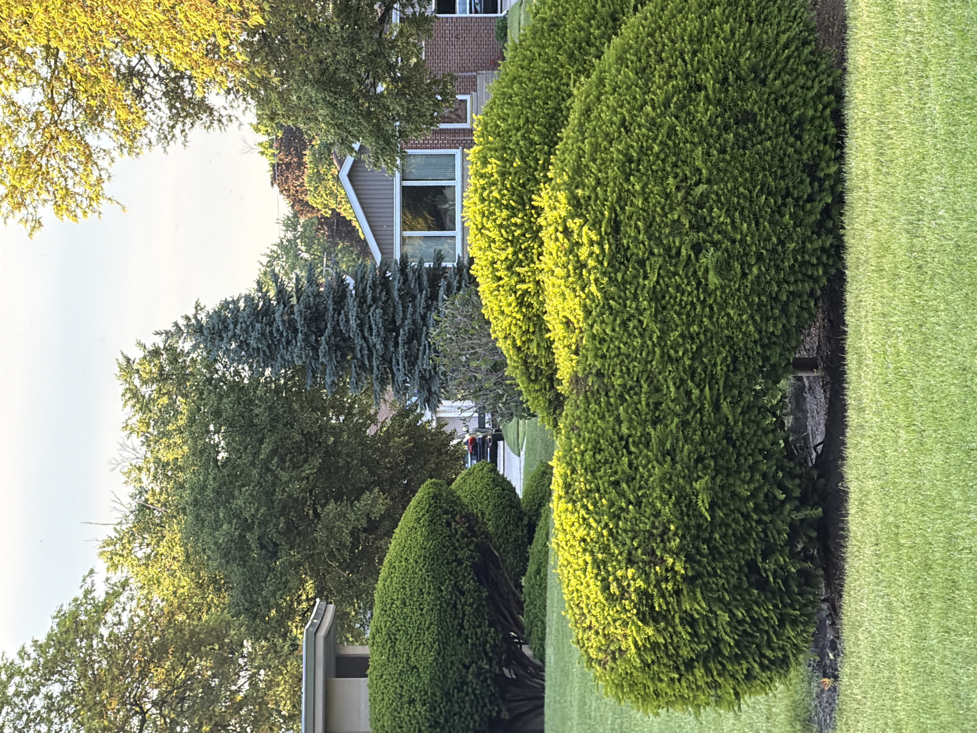 The image depicts a residential street scene in Niles, United States of America. A row of neatly trimmed, rounded shrubs lines the right side of the frame, bordering a well-manicured lawn. In the background, houses are visible, framed by trees. The architecture includes both brick and siding. A variety of trees, including a prominent evergreen, add to the landscape. The lighting suggests it is either early morning or late afternoon. A car is seen in the distance.