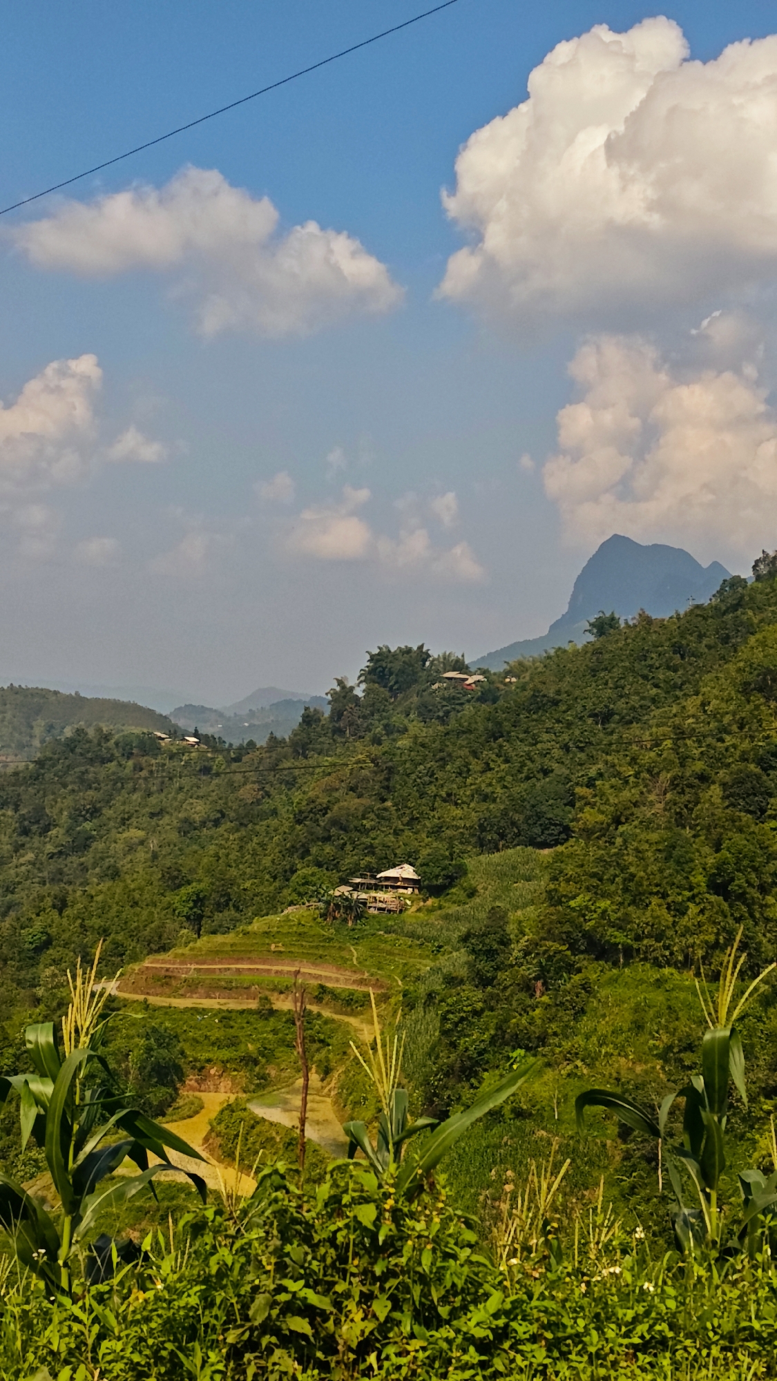 The image captures a rural landscape in Mậu Duệ Commune, Vietnam. A vibrant green hillside is visible, dotted with lush vegetation and interspersed with terraced rice paddies. A small, traditional house rests on one of the higher terraces, suggesting local habitation. In the foreground, corn plants stand tall amidst a dense array of ground cover. Further into the background, a mountain range is visible. The sky is bright blue and partly covered in fluffy white clouds. A thin cable runs diagonally across the top left portion of the image.