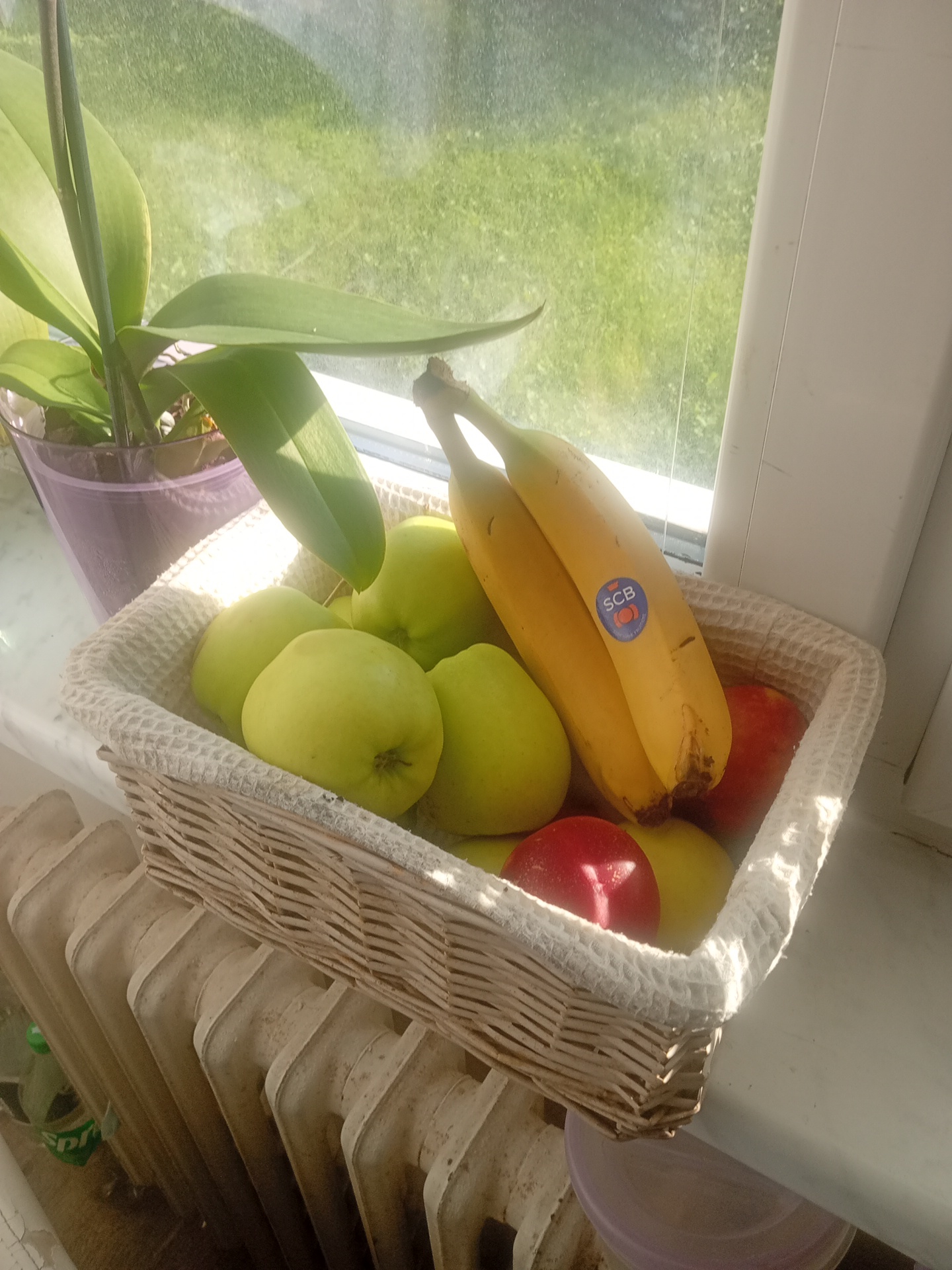 The image depicts a woven basket filled with fruits, placed on a windowsill. The basket contains several green apples, two bananas with an "SCB" sticker on one of them, and two red apples. To the left of the basket, an orchid plant in a purple pot is visible. The windowsill overlooks a green outdoor area, likely a lawn or garden, illuminated by sunlight. In the foreground, a section of a radiator is visible. The overall scene is indoor, with natural light streaming in from a window. There are no people or animals present in the image. The location is identified as Liberec, Czechia.