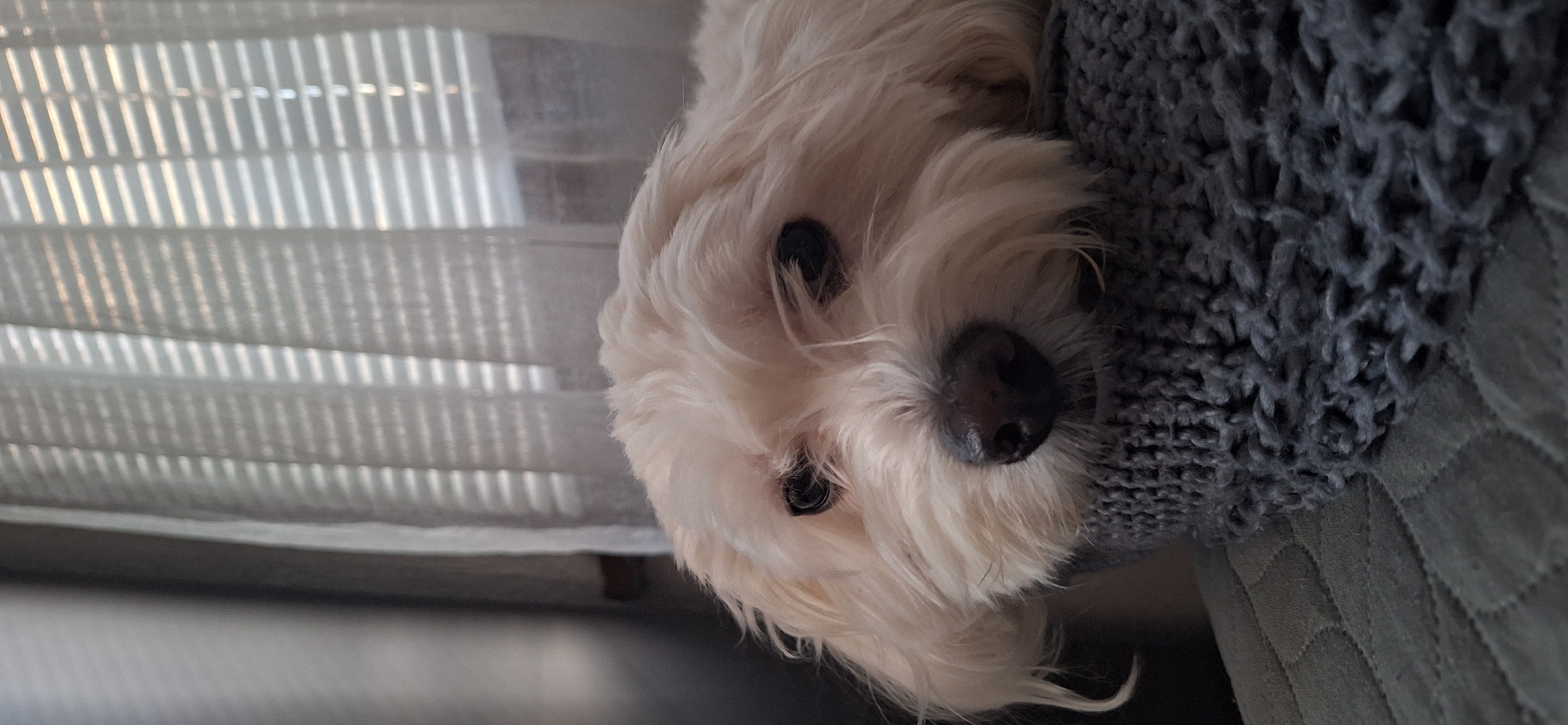 A small, white, long-haired dog is resting its head on a textured gray knit blanket. The background includes a sheer, white window covering with horizontal lines. The location is undeterminable as it can not be determined from the image. The country is undeterminable as it can not be determined from the image. There are no people in the image.