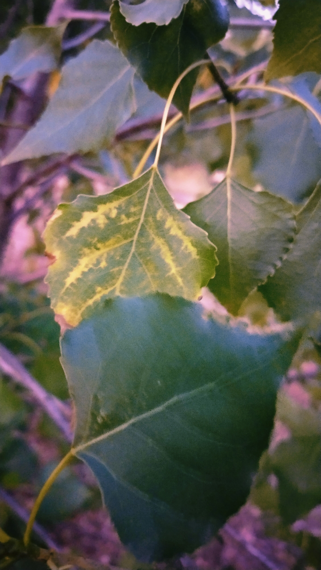 A close-up shot focuses on several leaves of a tree. One leaf, prominently displayed in the upper center, exhibits yellowing along its veins, suggesting early signs of autumn color or a potential nutrient deficiency. Another larger, dark green leaf dominates the lower portion of the frame, partially obscuring the other foliage. The background is a blur of purple and green, indicating other leaves and branches out of focus. The image appears to have been taken outdoors, likely in a park or garden setting within the city of Horishni Plavni, Ukraine, though no specific landmarks or urban elements are visible.