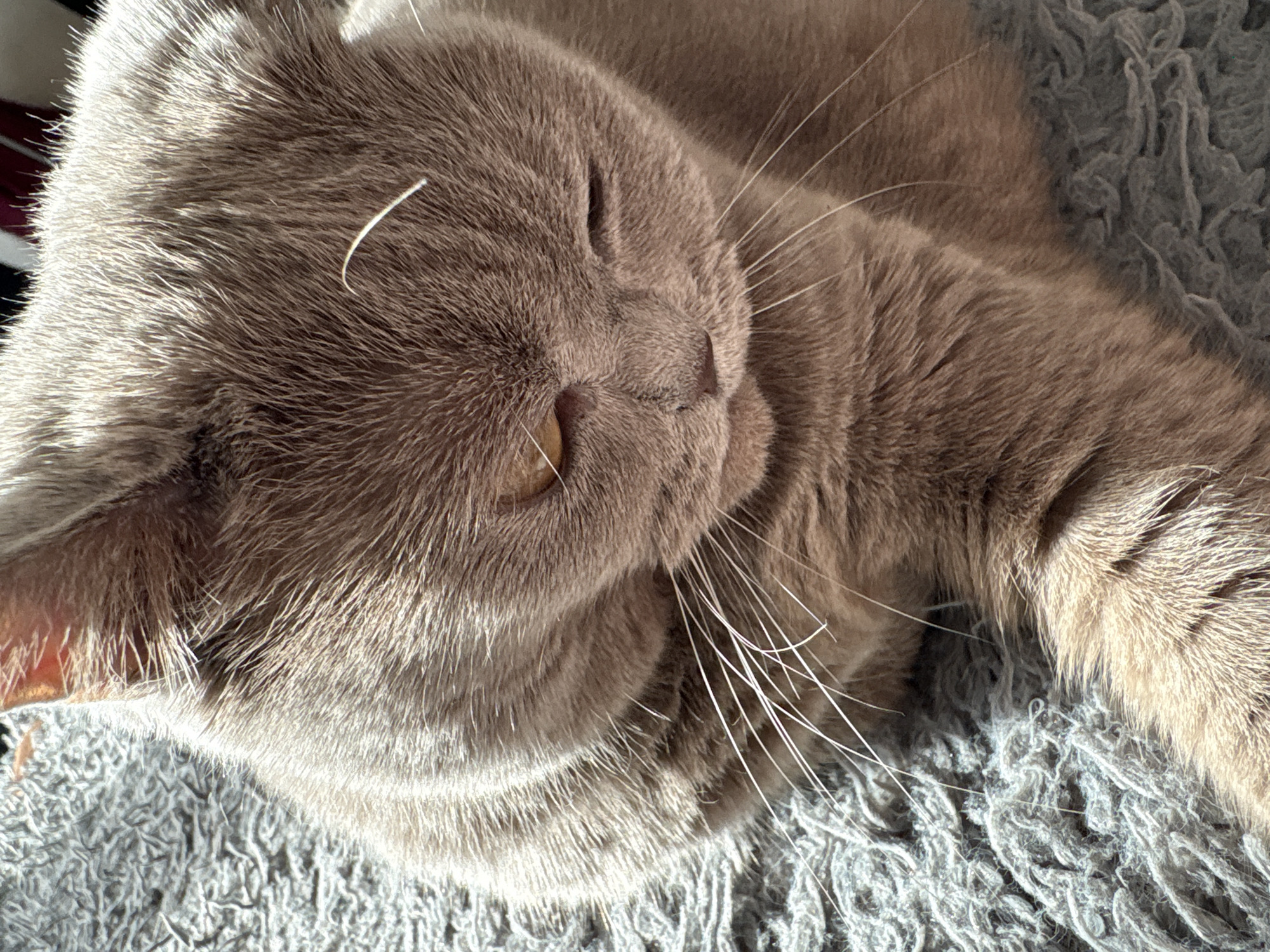 A close-up shot depicts a light brown cat lying on a grey textured surface. The cat is mostly in frame, with its head dominating the view. The cat's eyes are partially closed. The cat has many white whiskers. The environment is out of focus.