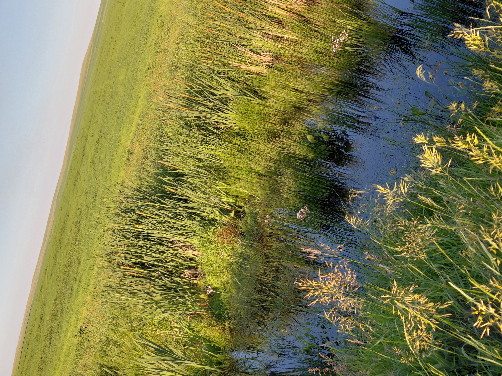 The image shows a natural landscape with a body of water bordered by tall grasses and reeds. The water is dark and reflects the surrounding vegetation and the sky. A gently sloping green field rises behind the water, with a clear, light blue sky above. The scene is bathed in the warm light of what appears to be either sunrise or sunset. There are no people or man-made structures visible in the image. The overall impression is one of a peaceful, rural or natural environment.