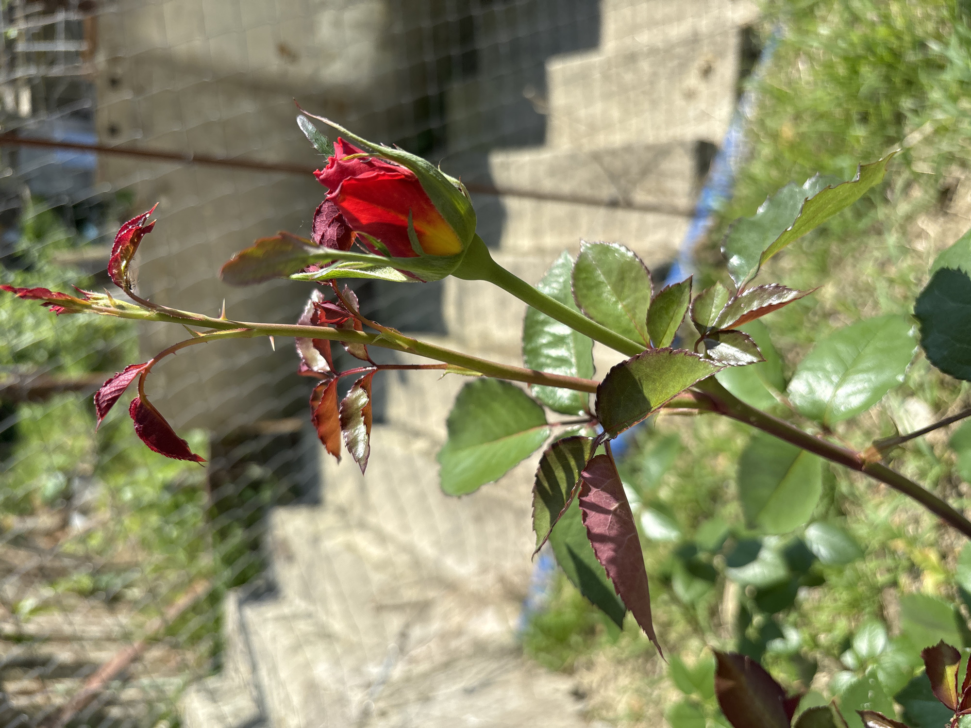 A close-up, eye-level shot shows a vibrant red rose bud on a rose stem with green leaves and dark red new growth. The rose bud is partially unfurled, revealing a hint of yellow at its base. The stem is covered in sharp thorns. In the background, out of focus, are concrete steps, green grass, and a wire fence. The lighting suggests a sunny day, casting shadows on the steps. The scene is likely an outdoor garden. There are no people or animals visible in the image. The location in Sochi, Russia is not discernible from the visual information provided.