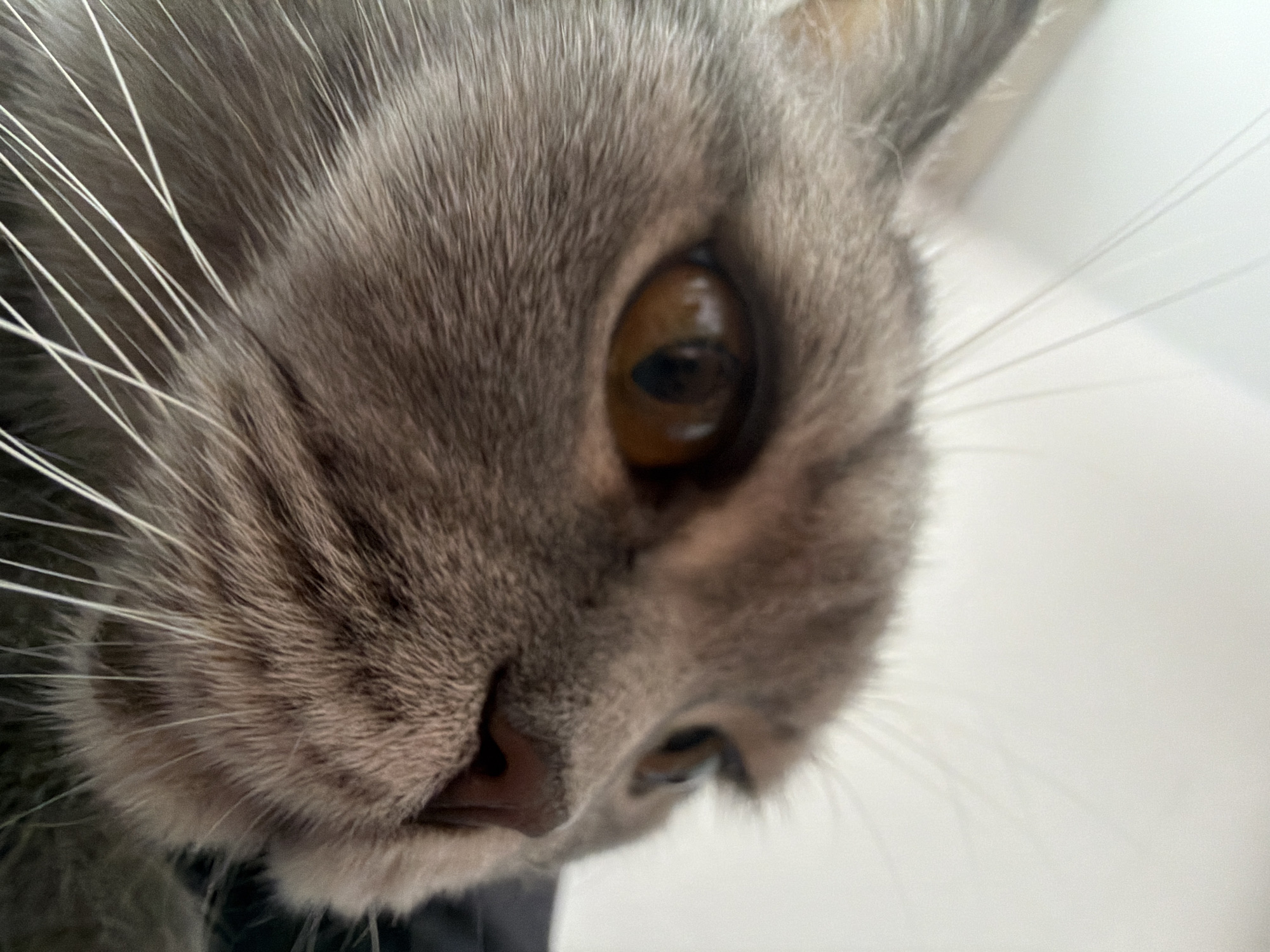 A close-up photograph depicts a grey cat's face. The cat is positioned at a low angle, emphasizing its eye, nose, and whiskers. The eye is amber in color with a visible pupil. The nose is pink. The background is blurred and appears to be a white wall. There is no information present in the photo that indicates the location is in Perm, Russia.