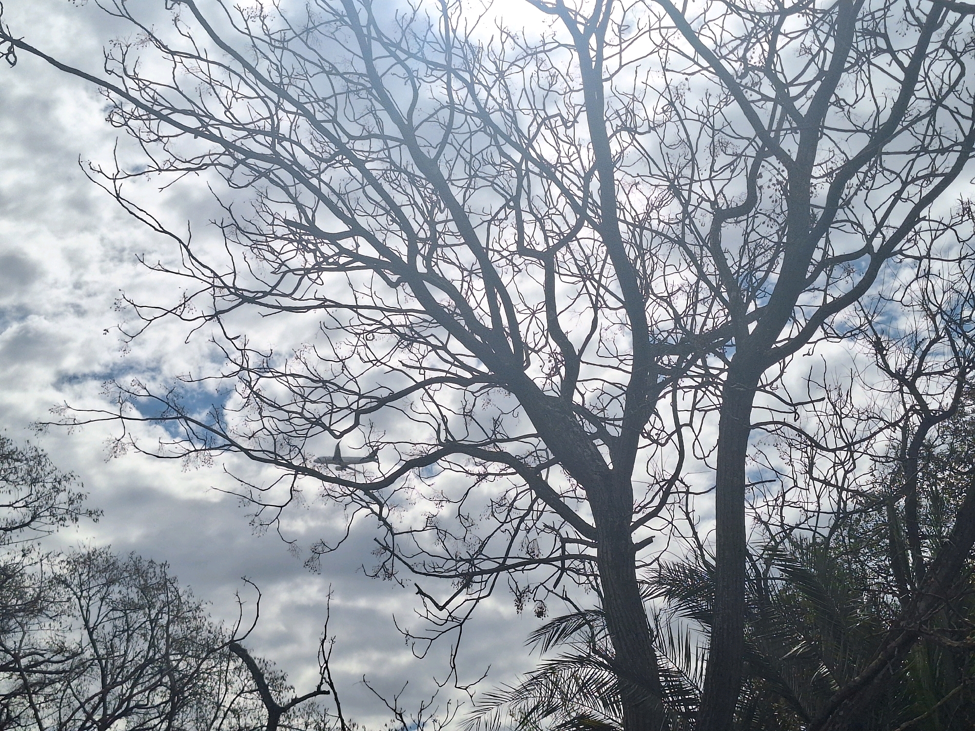 The image displays a view of silhouetted tree branches against a cloudy sky. In the distance, a commercial airplane is visible flying amongst the clouds. The scene appears to be an outdoor environment, possibly a park or a natural area within a city. The lighting suggests it is daytime. The overall composition is dominated by the stark, leafless branches of the trees, creating a sense of depth and texture against the dynamic sky. There are no people or specific architectural elements clearly identifiable. The location within Buenos Aires, Argentina is not discernible from the visual information provided in the image.