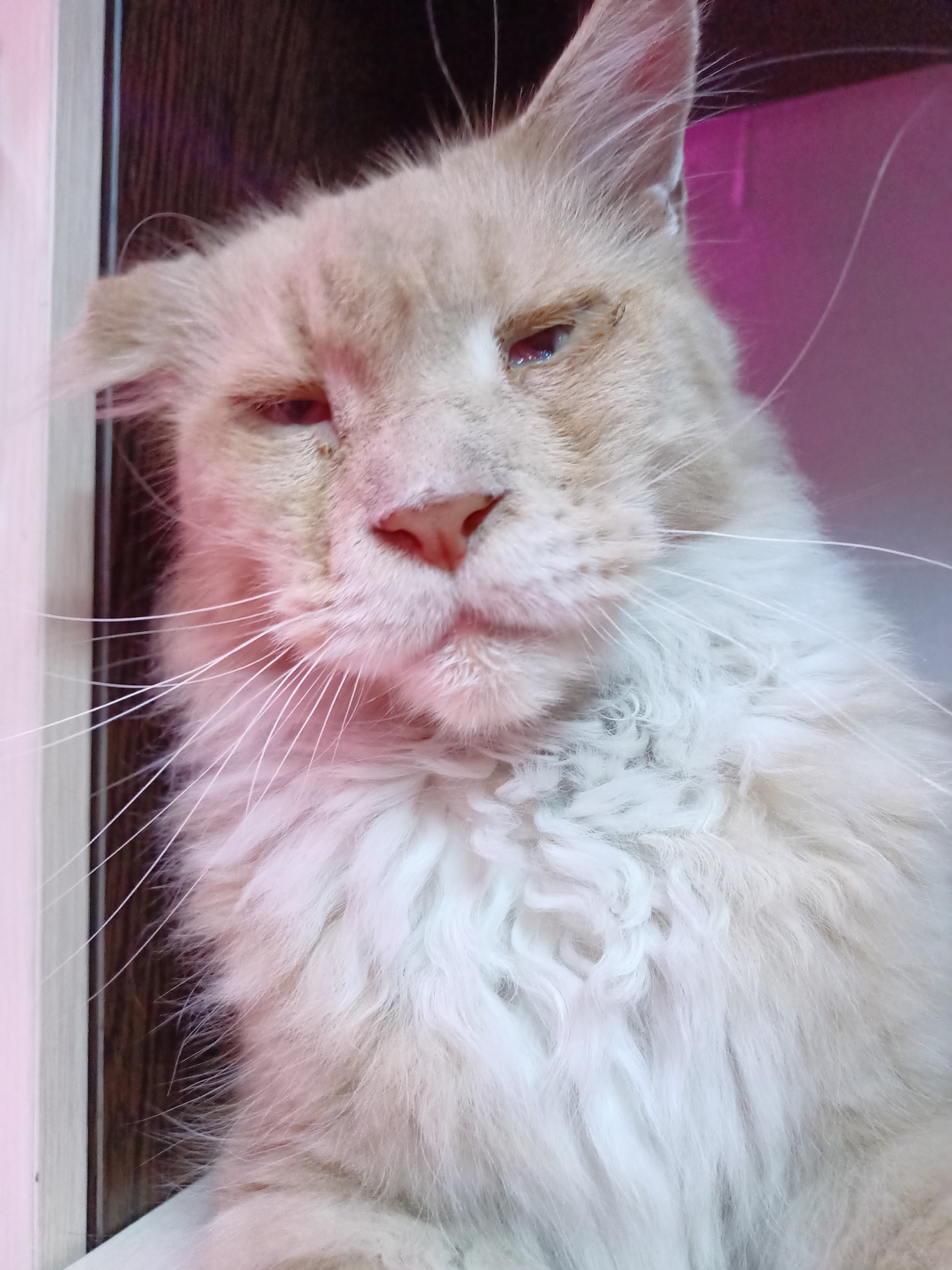 The image is a close-up, low-angle, full-body portrait of a light-colored, long-haired cat, possibly a Maine Coon, indoors. The cat is facing forward and slightly to the right, with its head tilted. Its fur is predominantly creamy white with some ginger or light brown markings on its face and ears. The cat's eyes are partially closed, and its expression appears sleepy or content. Its whiskers are long and prominent. The background is out of focus and consists of vertical wooden planks on the left and a pinkish-purple hue on the right, suggesting an indoor setting with artificial lighting. There are no people or discernible landmarks to indicate a specific location in Almaty, Kazakhstan. The scene is static and focuses solely on the cat.