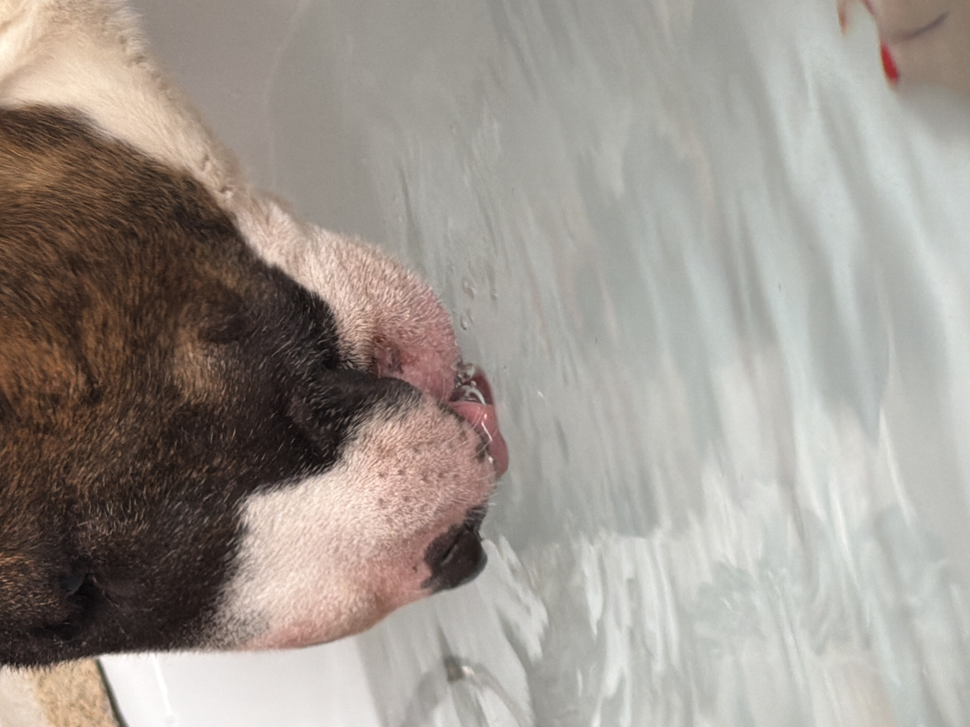 A close-up image captures the head of a brindle and white Bull Terrier dog in the act of drinking water. The dog's snout, predominantly dark brown with white markings around the muzzle, is partially submerged in clear water within a white container, possibly a bathtub or large basin. Its pink tongue is extended into the water, creating visible ripples and small bubbles near its mouth. A blurred, red-colored object, consistent with a human digit, is visible in the bottom right corner of the frame. The scene is located in Chaikovsky, Russia.