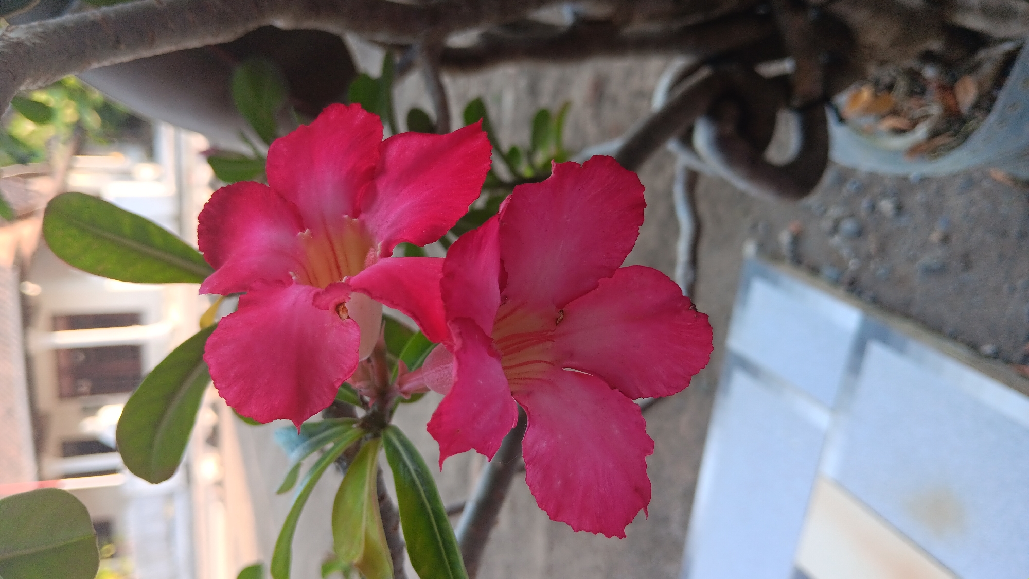 The image shows a close-up of two bright pink desert rose flowers in Sonobekel, Indonesia. The flowers have five petals each and are in focus, with their delicate veins visible. Behind the flowers, a blurred background reveals a building with white walls and dark window frames, suggesting a residential area. The foreground features a rough, earthy surface with some small pebbles, possibly a garden path or yard. A portion of a tree trunk, textured and brown, is visible on the right side of the frame. The lighting indicates it is daytime, with soft sunlight illuminating the flowers.