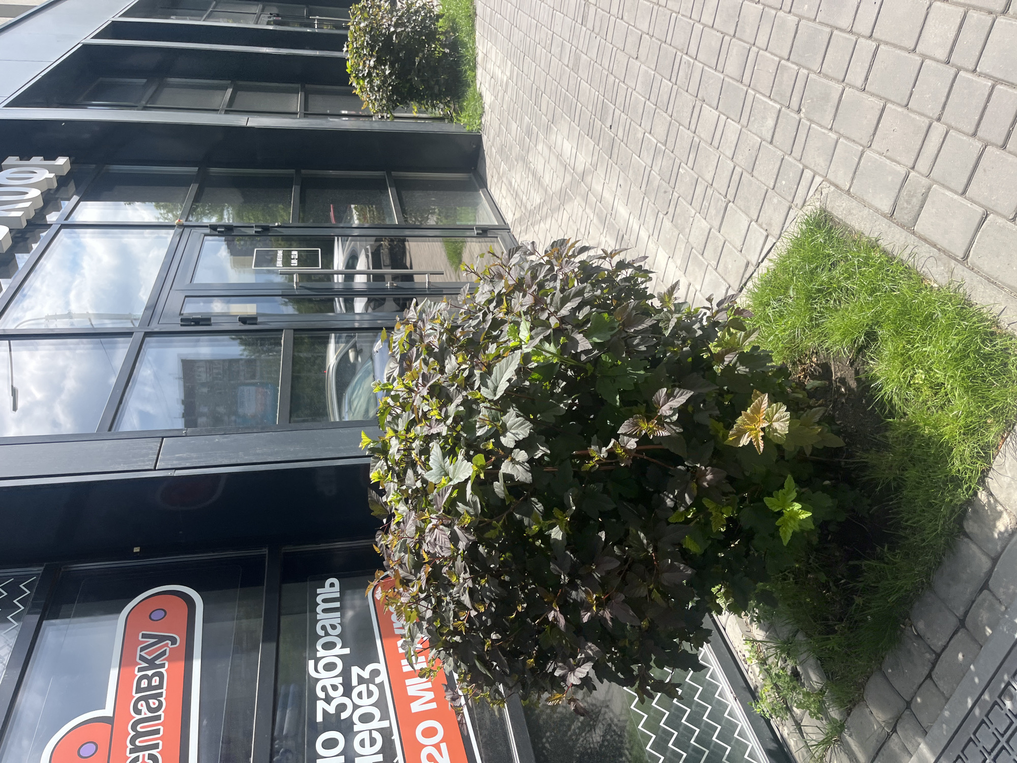 A medium shot captures the exterior of a modern building with a dark facade and large glass windows. The building appears to be a commercial establishment, possibly a cafe, as indicated by the Cyrillic lettering visible on the windows, which includes "КОФЕ" (Kofe, meaning coffee). One sign on the left window reads "ПОДСТАВКУ" (Podstavku, possibly meaning "stand" or "support") in an oval, orange and red graphic. Below that, another sign in white Cyrillic text states "ПО ЗАБРАТЬ ЧЕРЕЗ" (Po zabrat' cherez, potentially translating to "To pick up in" or "To take away in"). A red bar with white numbers "20 М" is visible on the same sign, likely indicating a time limit or distance.
In front of the building, a large, bushy dark-leaved shrub is the primary subject. It's planted in a small square of grass adjacent to a paved walkway made of interlocking gray concrete pavers. The walkway extends to the right and into the background. The glass doors of the building are visible, reflecting the sky and surrounding environment, including what appears to be a street and possibly apartment buildings. A small sign is affixed to one of the glass doors, displaying Cyrillic text and a time range: "BEARЬ В КЛУБЕ 8.00-22.00" (Bear' v klube, potentially meaning "Bear in the club" or "Take to the club," with opening hours from 8:00 to 22:00).
The scene suggests a sunny day, with clear skies and shadows cast on the ground. The overall environment is urban, with the building facade and paved surfaces indicating a developed city area. The location is identified as Chelyabinsk, Russia. No people are visible in the image.