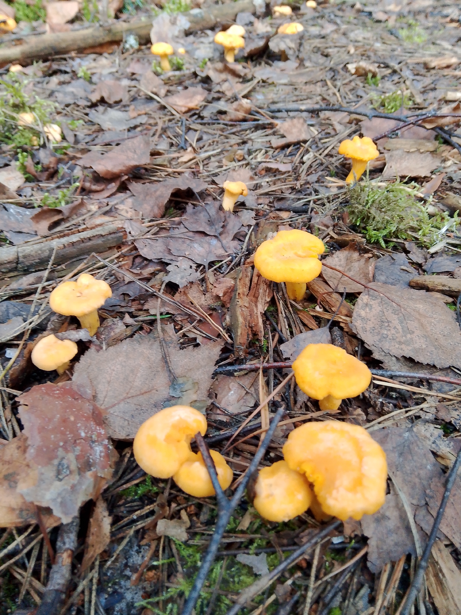 In El'nikovo, Russia, a ground-level shot captures a cluster of small, bright orange mushrooms growing among fallen leaves and pine needles on a forest floor. Several mushrooms are visible, with some appearing as individual specimens and others clustered together. The environment is characterized by earthy tones of brown and grey from decaying foliage, with patches of green moss visible in the background and around the mushrooms. The lighting suggests an overcast day, casting a diffused light on the scene. The image is a close-up, focusing on the detail of the fungi and the surrounding forest detritus.