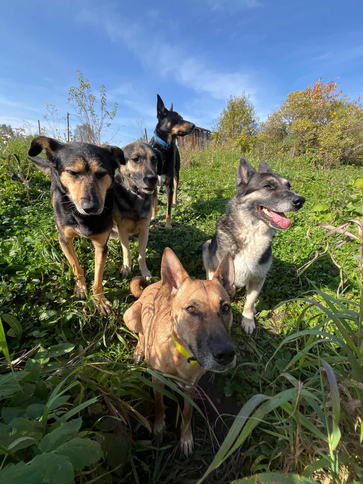 In a grassy, sun-drenched outdoor area, possibly a rural yard in Nizhny Tagil, Russia, four dogs are gathered. The dogs, a mix of breeds and sizes, appear to be in good health. One dog, a larger German Shepherd-like breed, is sitting with its mouth open and tongue out, looking towards the right of the frame. Another dog, a black and tan breed, stands in the foreground looking directly at the camera with a serious expression. Behind it, two other dogs, one with dark fur and another with a tan coat, are also visible. The background consists of green grass, trees, and a clear blue sky. The overall atmosphere is relaxed and natural, suggesting a moment of canine companionship in a suburban or rural setting.