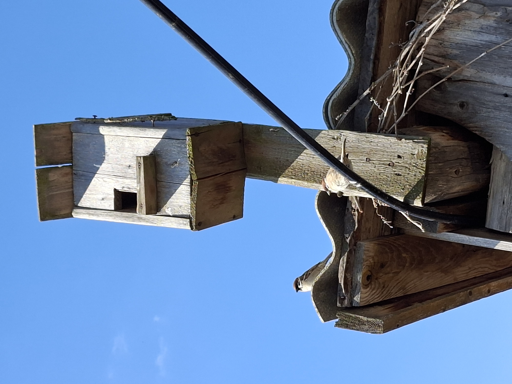 This image captures an outdoor scene featuring a wooden birdhouse, a house sparrow, and a weathered wooden structure against a clear blue sky.
The main subject on the left is a rustic, light-colored wooden birdhouse. It has a simple, boxy design with a small square entrance hole visible on one side. The wood appears weathered, showing distinct grain patterns and some dark discoloration, suggesting age or exposure to the elements.
To the right, a house sparrow is perched on a rough, wooden beam that is part of a larger, ornate wooden structure. The bird is facing towards the left, seemingly observing the birdhouse or the open space between the two structures. Its plumage displays the typical characteristics of a house sparrow, with brown and grey tones, a dark eye, and lighter underparts. The wooden structure where the bird is perched features decorative curves and appears old, with some dry, tangled vines or twigs growing on it.
A thick, black cable runs diagonally across the upper portion of the frame, passing above the bird and casting a shadow on the wooden beam.
The clear, vibrant blue sky and the strong shadows cast by the birdhouse and the cable indicate a bright, sunny day. The overall setting suggests a natural or semi-natural environment, possibly a garden, backyard, or rural area. There is no visible text in the image.