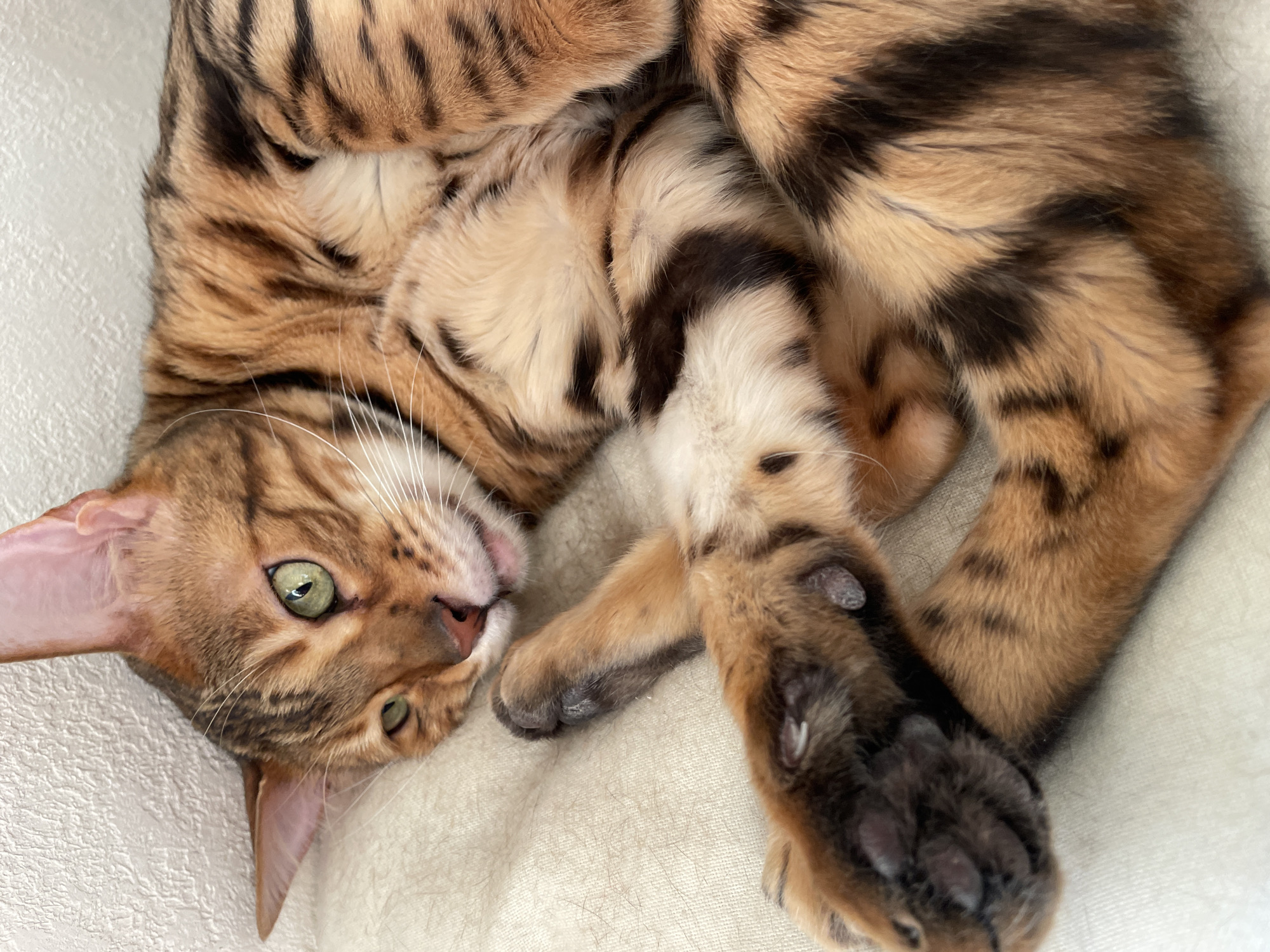 A Bengal cat with distinctive orange-brown fur and dark brown/black rosettes lies curled on a light-colored, textured fabric surface, likely a cushion or blanket. The cat's head is positioned towards the left of the frame, with its green left eye open and looking forward. Its right eye is partially closed or squinted. A pinkish nose and slightly parted mouth revealing a hint of tongue are visible, along with prominent white whiskers extending from the muzzle. Its dark-colored paw pads are visible, and several claws are extended on the front paws, which are crossed in front of its body. The fur on its underside and around its chin is a lighter cream color. Behind the cat's head, a light, textured wall is visible. The scene is an indoor environment.