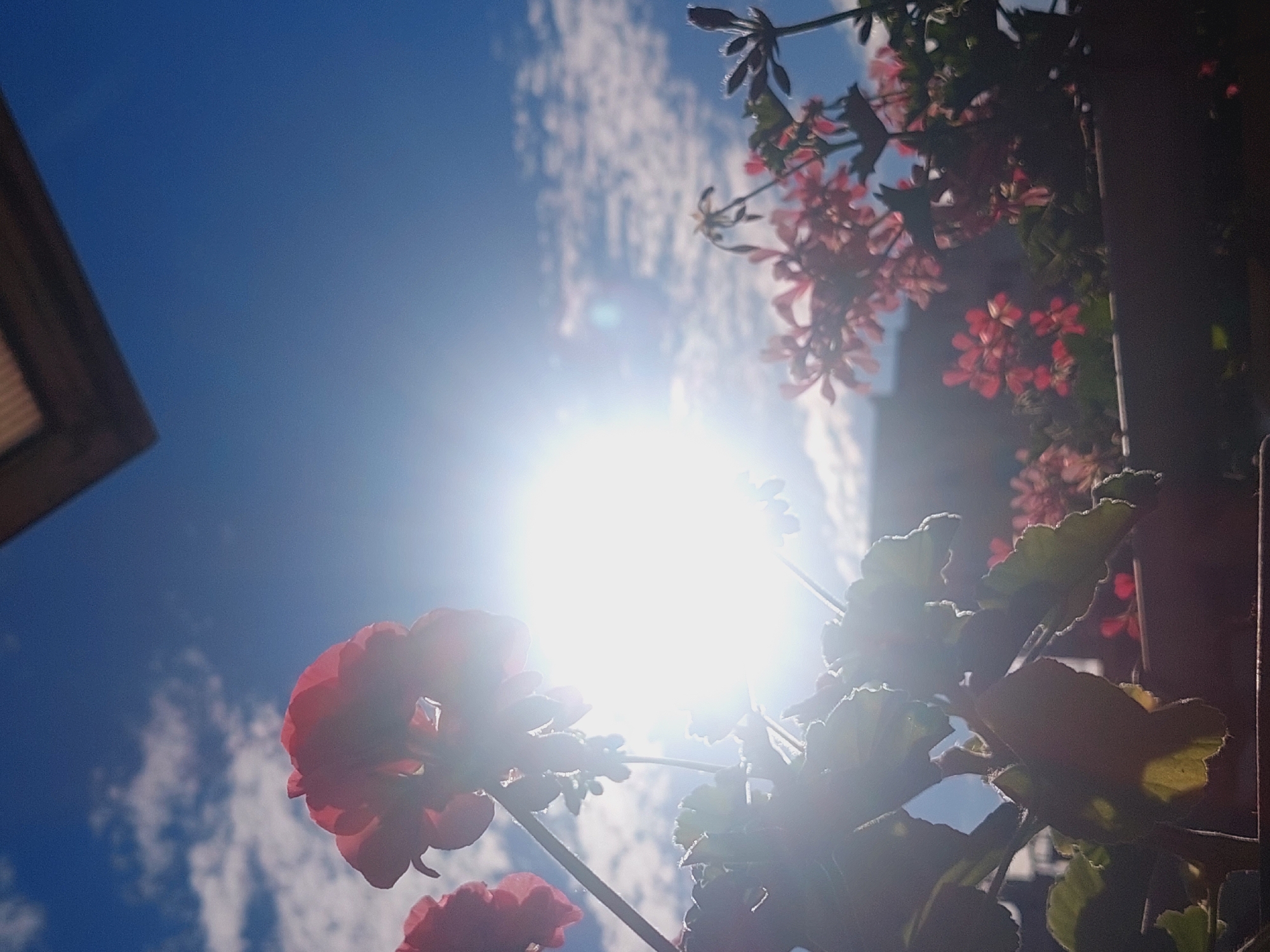 The image shows a close-up of red flowers against a bright blue sky with scattered white clouds. The sun is shining intensely, creating lens flares and overexposing parts of the image, particularly the flowers in the foreground. The flowers appear to be in a planter box, with hints of a building or structure in the background. The overall impression is a sunny day with blooming flowers. The location is identified as Sofia, Bulgaria.
