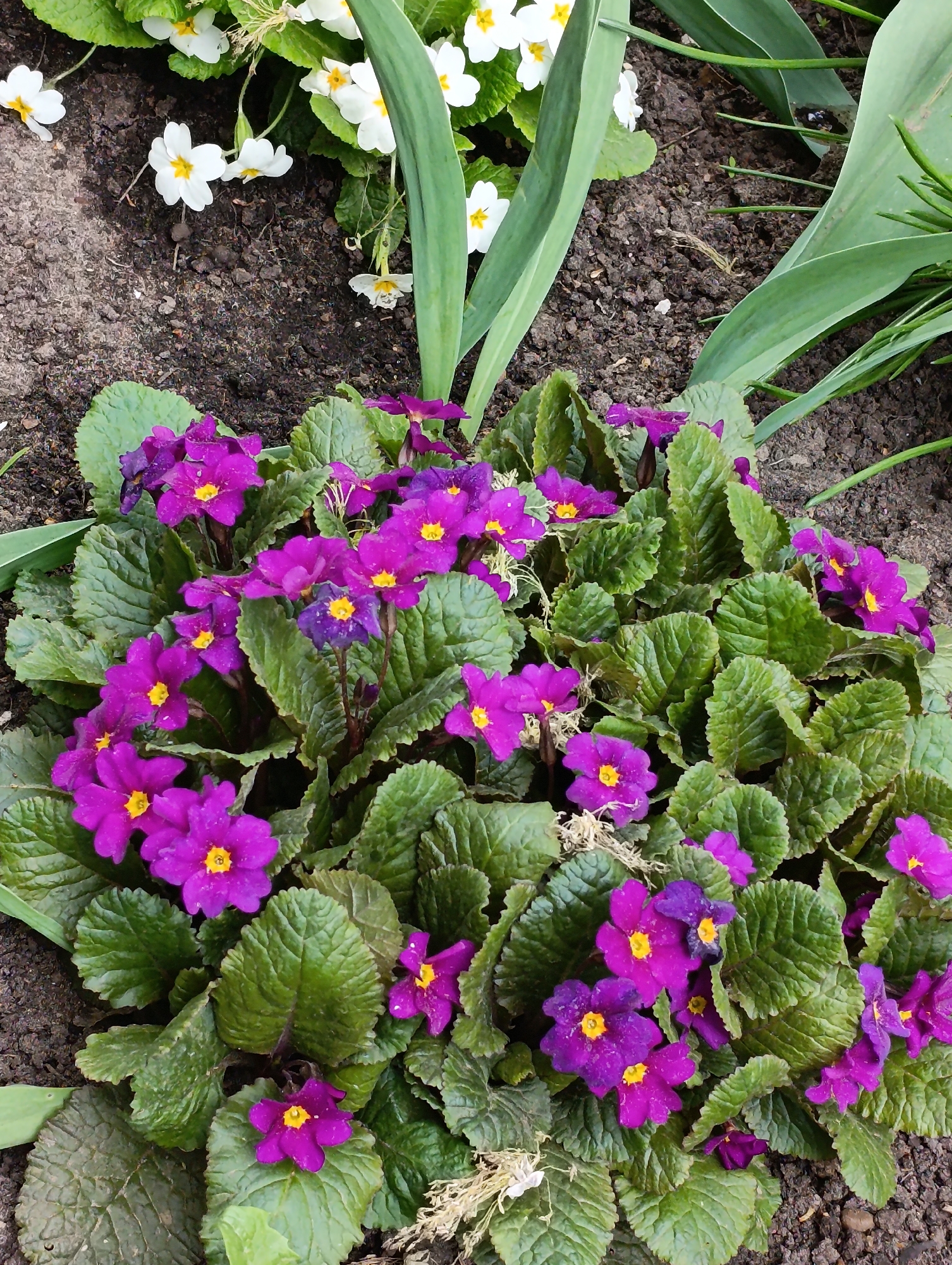 The image depicts a garden bed in Chaikovsky, Russia, featuring a cluster of purple primrose flowers with yellow centers surrounded by green, textured leaves. In the background, there are a few white flowers with yellow centers and slender green leaves, all set against a backdrop of dark brown soil. The scene is a close-up shot, focusing on the colors and textures of the flora.