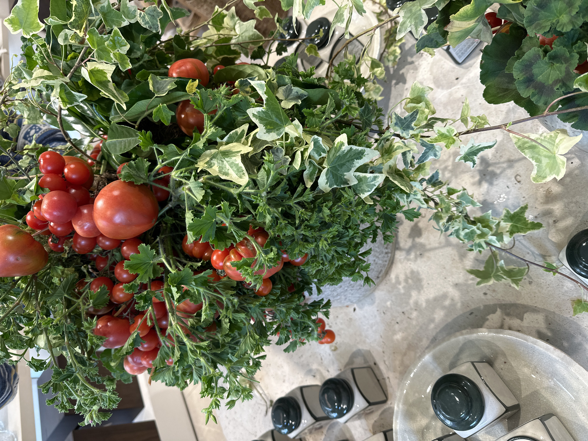 The image shows a display of plants and produce, specifically tomatoes, in what appears to be a retail setting. The plants are a mix of greenery, including variegated ivy and tomato plants laden with red tomatoes of varying sizes, from small cherry tomatoes to larger heirloom varieties. The plants are arranged in a pot, although the pot itself is partially obscured by the foliage.
Surrounding the plants are other retail items. In the lower part of the image, there are small, cube-shaped objects with circular dark green tops. These are arranged neatly on a surface, perhaps a display table. Some of them are sitting inside a shallow, round dish or plate.
The overall setting suggests an upscale market or boutique store, potentially in Madrid, Spain. However, without additional contextual information, the exact location cannot be definitively determined, although the style of presentation, using fresh produce and natural elements, aligns with trends often seen in European markets. The light is natural and the composition is from an overhead perspective.