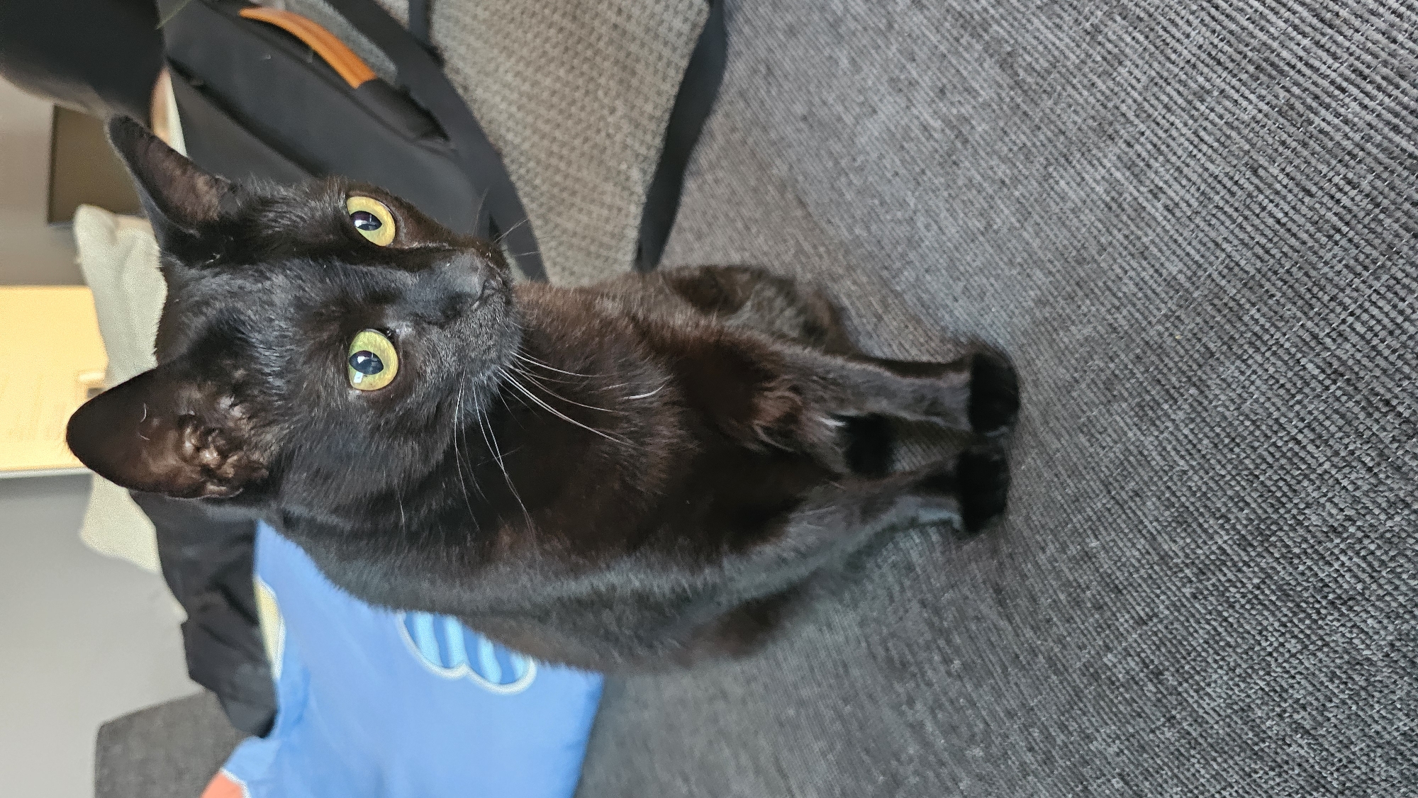 A black cat with yellow eyes is sitting on a gray fabric couch. The cat is looking upwards towards the camera. A blue and white item (possibly fabric) is visible behind the cat. A backpack with orange trim rests on the couch behind the cat. The scene appears to be indoors. The location is unknown.