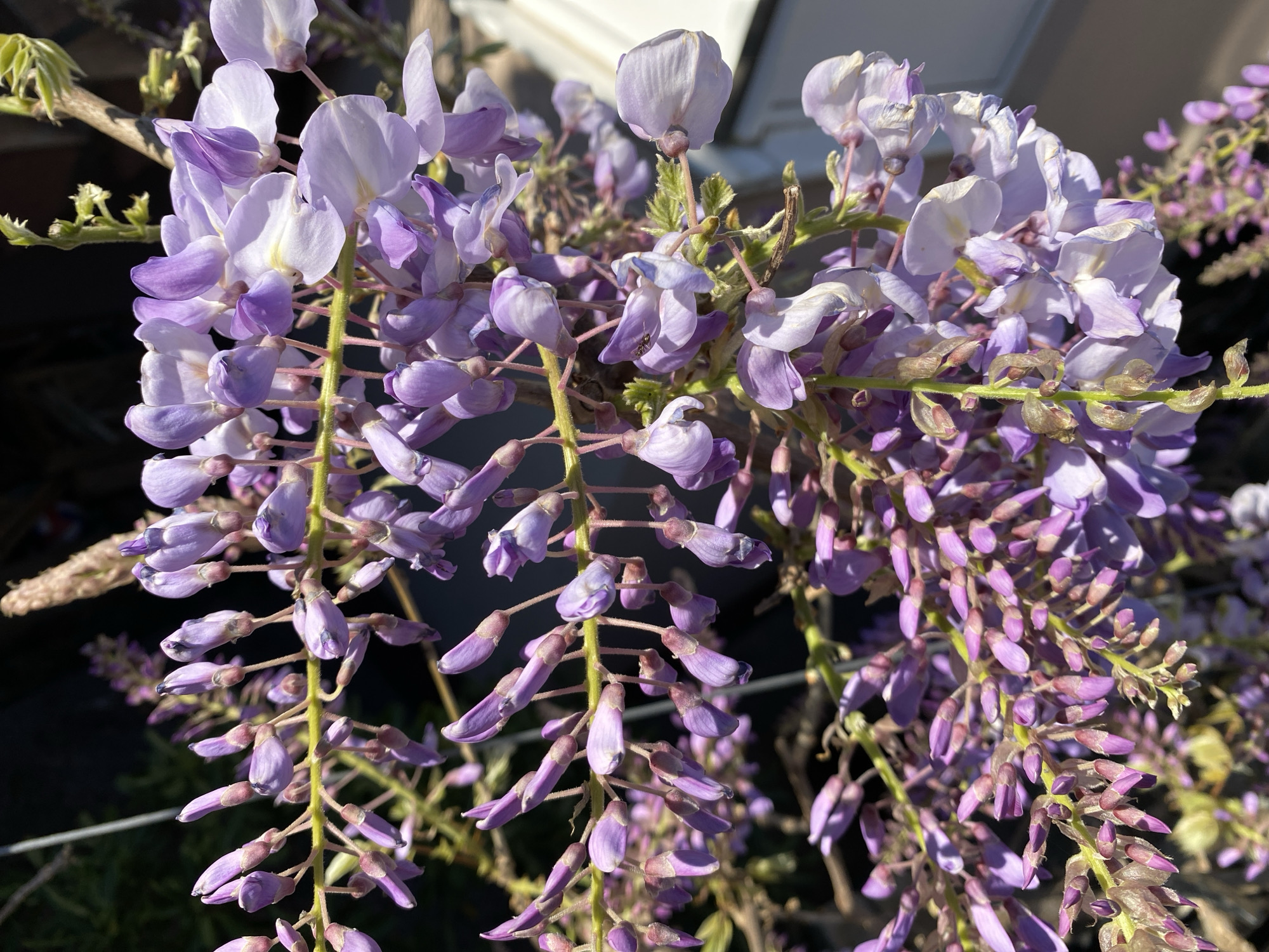 A close-up photograph depicts a cascade of blooming wisteria flowers. The flowers, a gradient of lavender and white, hang in pendulous clusters. The plant's green stems and buds are visible among the blossoms. The background is blurred and suggests a natural setting or outdoor area. The image gives no indication of its location.