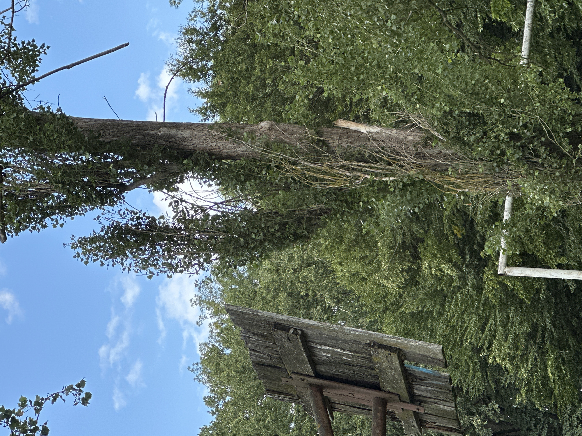 The image shows an outdoor scene in Makiv, Ukraine, with a focus on natural elements and remnants of human activity. In the foreground, a weathered wooden board, possibly a part of an old sign or structure, leans to the left. It is supported by rusty metal bars. Behind this, a tall, thick tree trunk with visible bark texture dominates the center of the frame. Vines and dry, tendril-like branches are intertwined with the tree. The background is filled with dense green foliage of trees and bushes, suggesting a natural or overgrown environment. The sky above is blue with scattered white clouds. A white metal pipe, possibly part of a fence or support structure, is visible in the lower right quadrant. The scene conveys a sense of disuse and the encroachment of nature.
