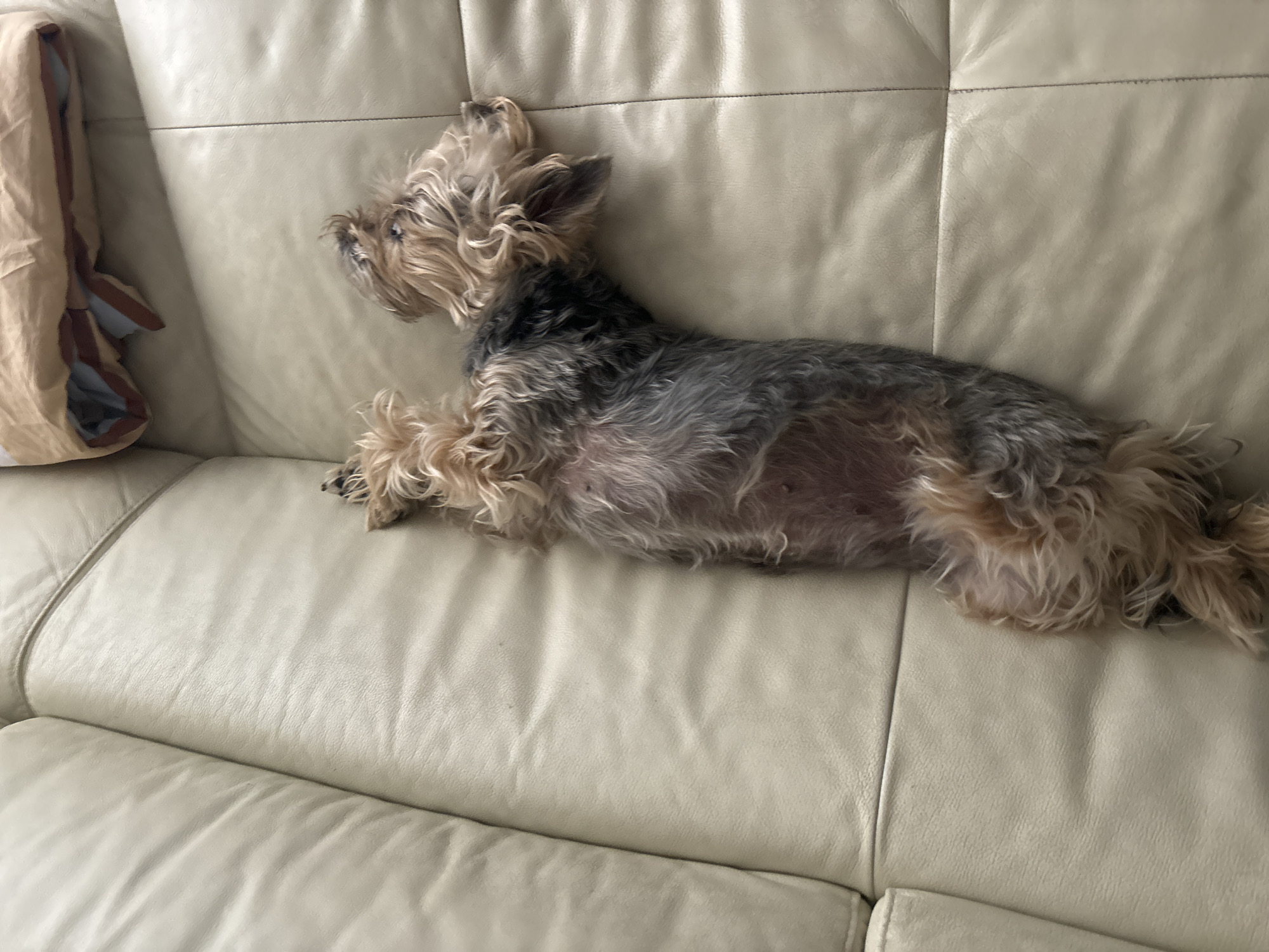 A small, long-haired Yorkshire Terrier rests on a light beige leather couch. The dog is lying on its side, facing left, with its head near a tan cloth bag in the corner of the couch. The dog is mostly grey/black on the top of its body, with tan coloring on its head and paws. The couch is divided into panels, and the image is taken from a slightly elevated angle. The location is not specified.