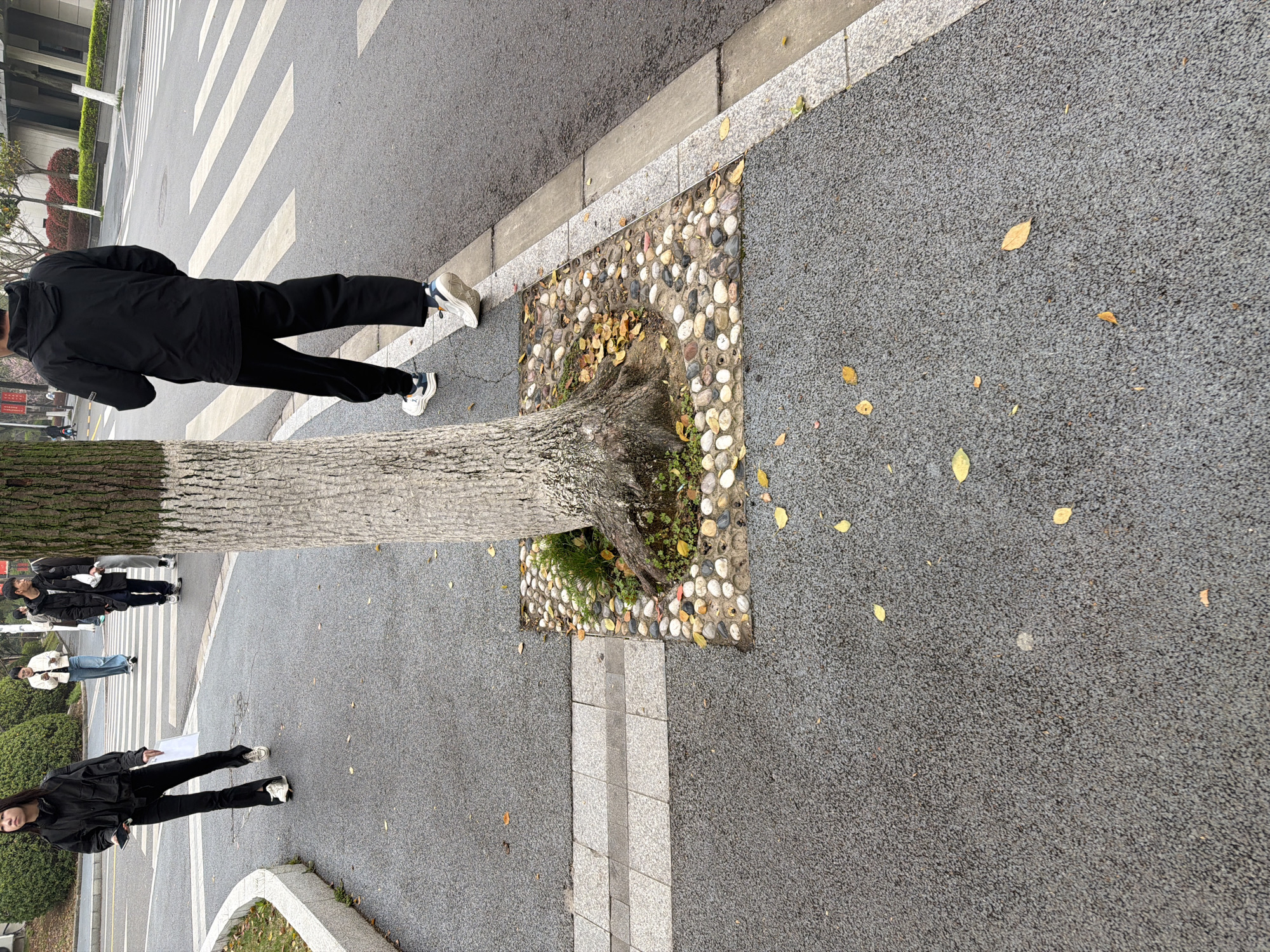 The image shows a street scene in Jiangning District, China. The ground is paved with gray asphalt and concrete, with a tree planted in a square section filled with round stones. Yellow leaves are scattered on the ground. People are walking in the distance, crossing a pedestrian crosswalk. A person in a black jacket and pants is partially visible on the top left of the image, and another person in black stands near the bottom left.
