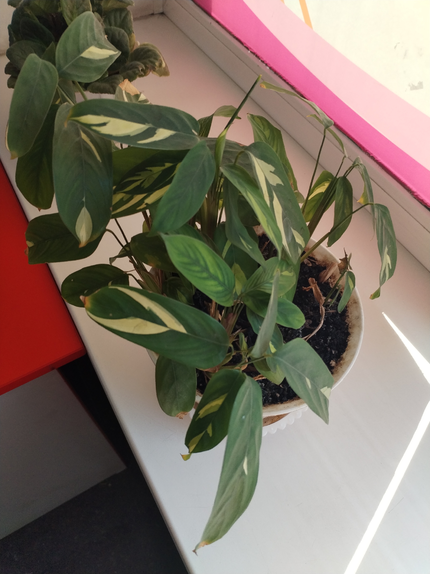 A potted plant with long, dark green leaves featuring lighter green or yellow splotches sits on a white windowsill. The plant is in a white pot with a decorative scalloped edge. Behind the plant, a pink and light pink stripe runs diagonally across a white surface, suggesting a wall or trim. To the left of the plant, a bright red surface is visible, likely a table or shelf. Sunlight casts bright diagonal lines across the white windowsill. The background is out of focus, but appears to be indoors, possibly in a residential or office setting. The image is taken from a high angle, looking down at the plant.