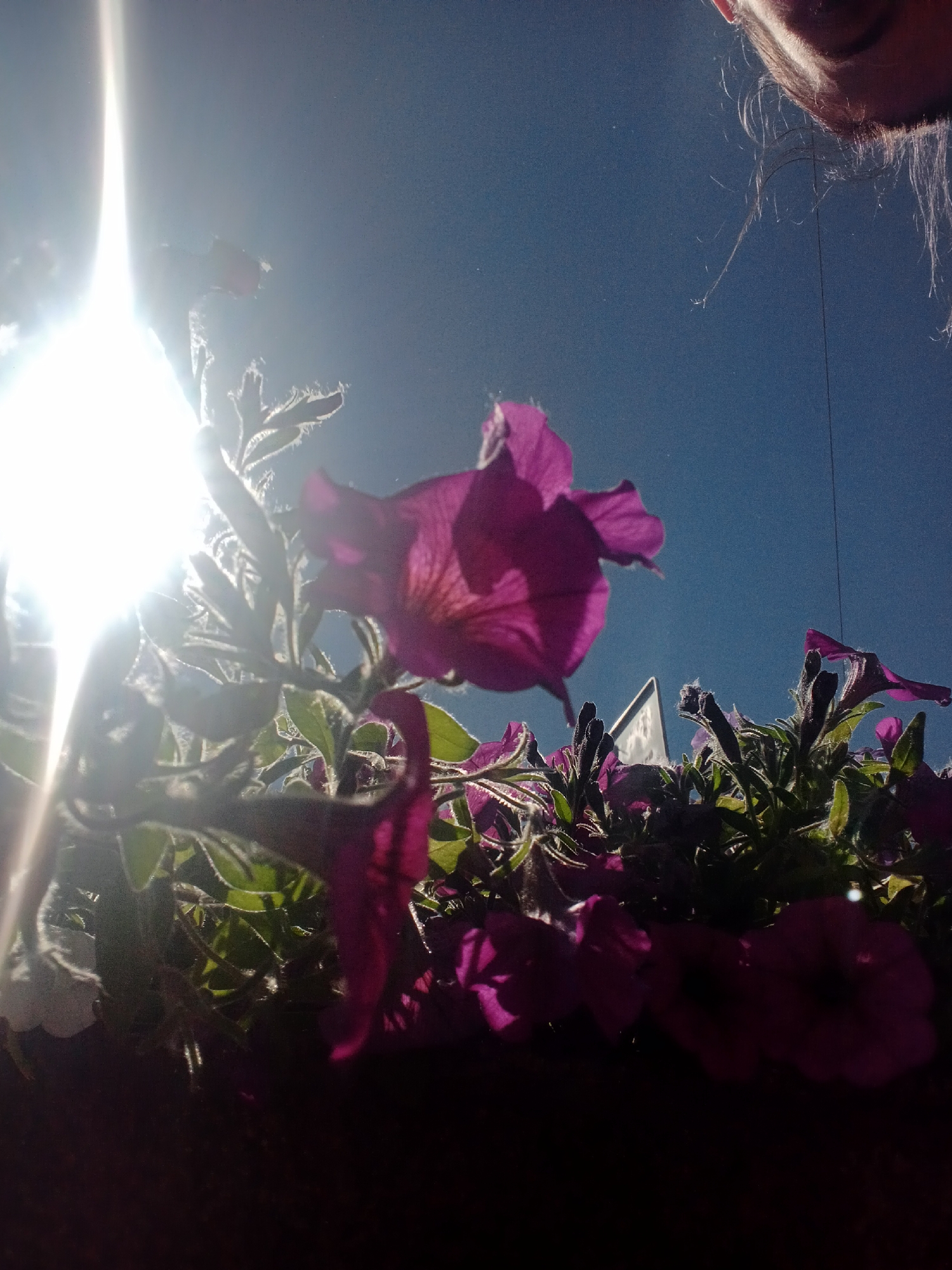 The image shows a low-angle shot of purple petunias blooming under a bright sun and clear blue sky. The sun is positioned to the left of the frame, creating a strong lens flare that obscures part of the flowers and foliage. Some of the flowers are in sharp focus, revealing delicate petals and fuzzy stems. In the upper right corner of the image, a portion of a person's face, including their hair and chin, is visible. The person appears to be looking down at the flowers. The overall impression is of a sunny day spent admiring flowers, likely in a city park or garden. Given the mention of Saint Petersburg, Russia, the scene could be in a public garden such as the Botanical Garden, the Summer Garden, or a private balcony or windowsill in a residential area. The presence of the sun's glare suggests a clear, bright day, which are common in the summer months in Saint Petersburg.