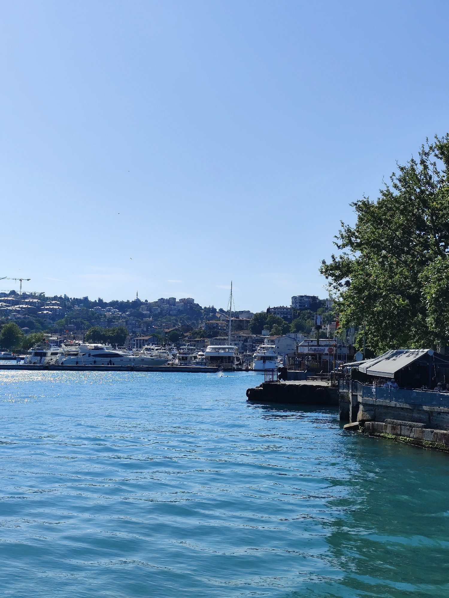 The image depicts a waterfront scene in Sarıyer, Turkey, characterized by a bright, clear blue sky and tranquil, rippling turquoise water. The foreground is dominated by the expanse of water, reflecting the sunlight. Along the mid-ground, a line of docked yachts and boats, mostly white, are visible, with some larger vessels prominent. In the background, a densely built hillside rises, covered with numerous residential buildings and scattered greenery. A tall, green tree occupies the right side of the frame, its branches extending towards the sky. Structures, possibly restaurants or cafes with outdoor seating, are situated along the waterfront in the middle right. The scene conveys a sense of calm and activity associated with a seaside town or harbor.