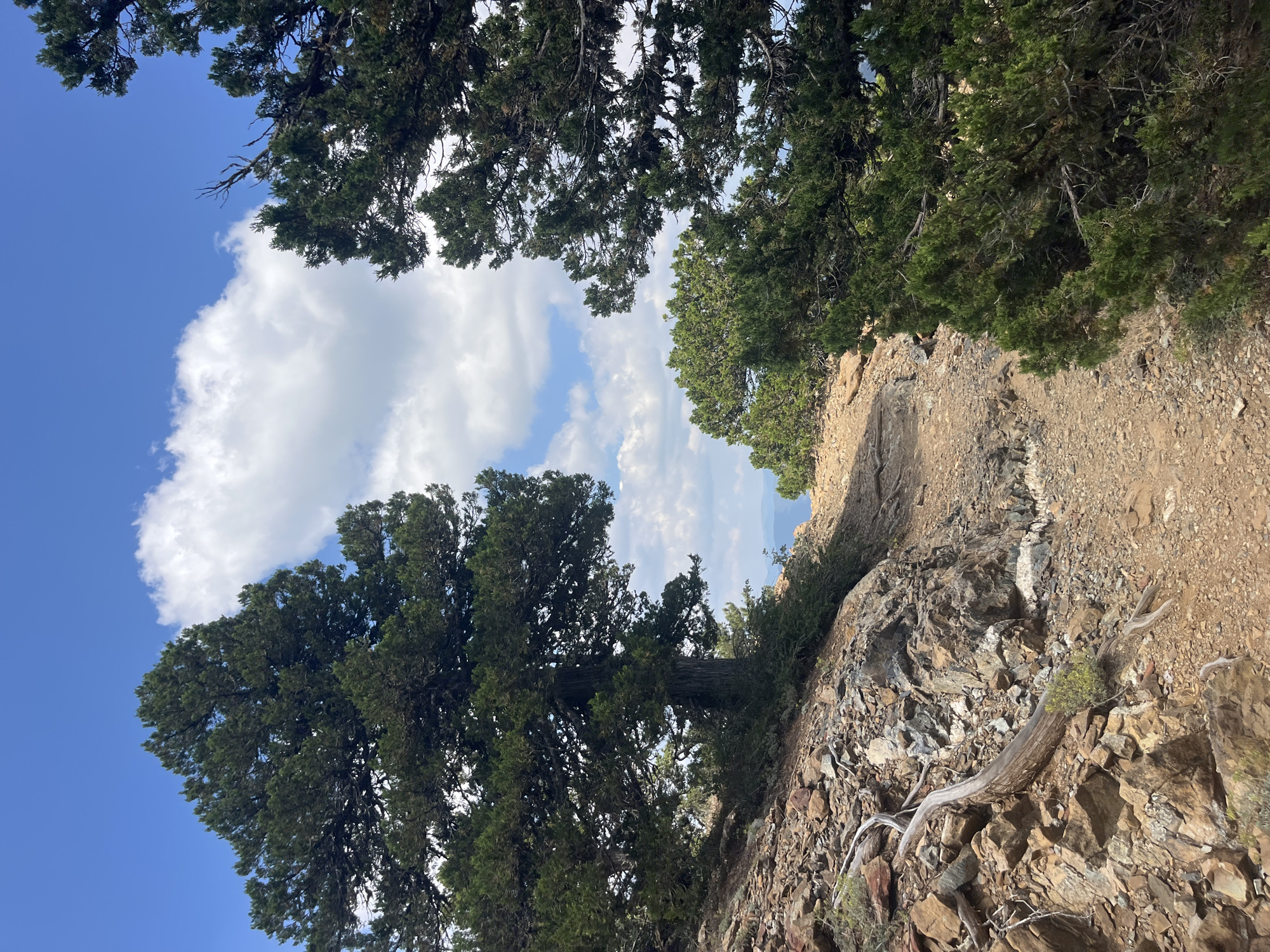 The image depicts a mountainous landscape with a clear blue sky dotted with fluffy white clouds. A dirt path winds through the scene, bordered by rugged terrain with scattered rocks and dry, gnarled branches. Several evergreen trees, likely junipers or pines, with dense green foliage are prominent in the foreground and midground. The trees frame a view of distant, hazy mountains and a body of water under the bright sky. The environment suggests a natural, outdoor setting, possibly a hiking trail in a mountainous region like Prodromos, Cyprus, known for its pine forests and elevated terrain. There are no people or animals visible in the image, and no discernible actions or interactions are taking place. The scene is static, focusing on the natural environment and the textures of the rocky ground and the evergreen trees.