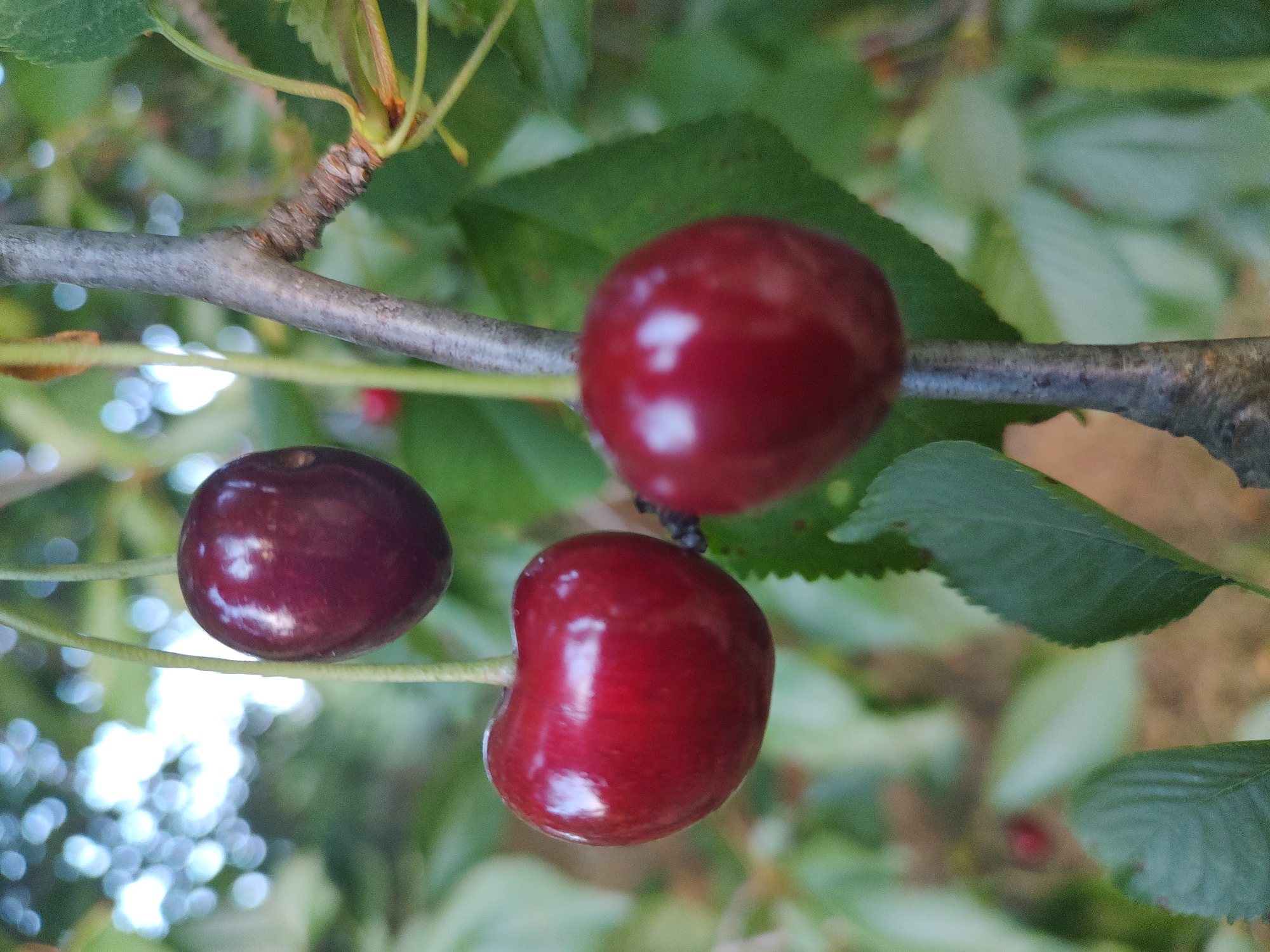 A close-up, slightly angled view captures a branch of a cherry tree laden with ripe fruit. Three dark red cherries are prominently featured. One cherry, a deep maroon, hangs to the left, its stem extending upwards. To its right and slightly higher, a bright red cherry is in focus, showcasing its smooth, glossy surface with bright highlights. A third cherry, also a rich red, is positioned at the top of the frame, slightly out of focus. The cherries are attached to thin, light green stems.
The branch itself is textured and gray, with a rough bark. Dark green leaves, some serrated at the edges, are scattered throughout the background, providing a natural backdrop. The lighting suggests it is daytime, with soft, diffused light creating gentle shadows and reflections on the cherries. The background is softly blurred, with bokeh effects from out-of-focus lights, hinting at a natural outdoor setting. A hint of a smaller, red cherry can be seen further back on the branch. The overall impression is one of freshness and natural bounty. The location context is Kochmar, Bulgaria.