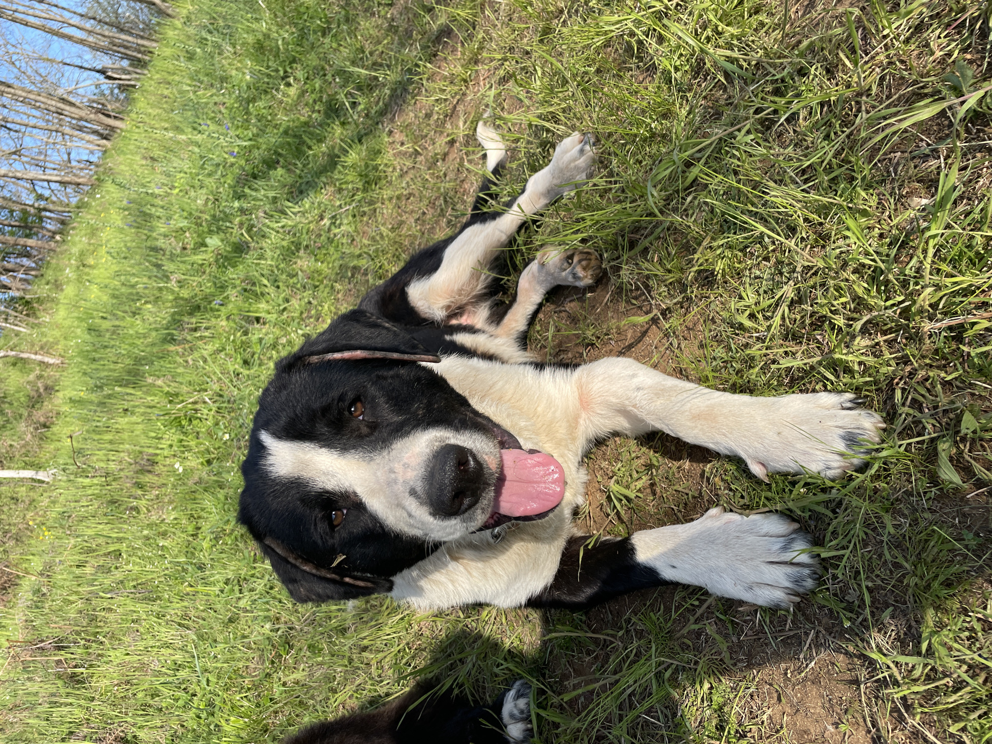 A black and white dog lies on its back in a sunny outdoor setting in Zlatograd, Bulgaria. The dog has distinct black patches on its face, ears, and body, contrasting with a prominent white blaze running between its eyes and down its snout, as well as white fur on its chest, belly, and legs. Its mouth is open with a pink tongue slightly extended, and its dark eyes are looking directly at the camera, conveying a happy and relaxed expression.
The dog is resting on a mix of patchy green grass and exposed brown soil. In the background, to the left, are numerous bare deciduous trees silhouetted against a clear, bright blue sky. The strong, direct sunlight indicates it is daytime, possibly late morning or early afternoon. The appearance of bare trees suggests the season is late winter or early spring. No other subjects or text are visible in the image.