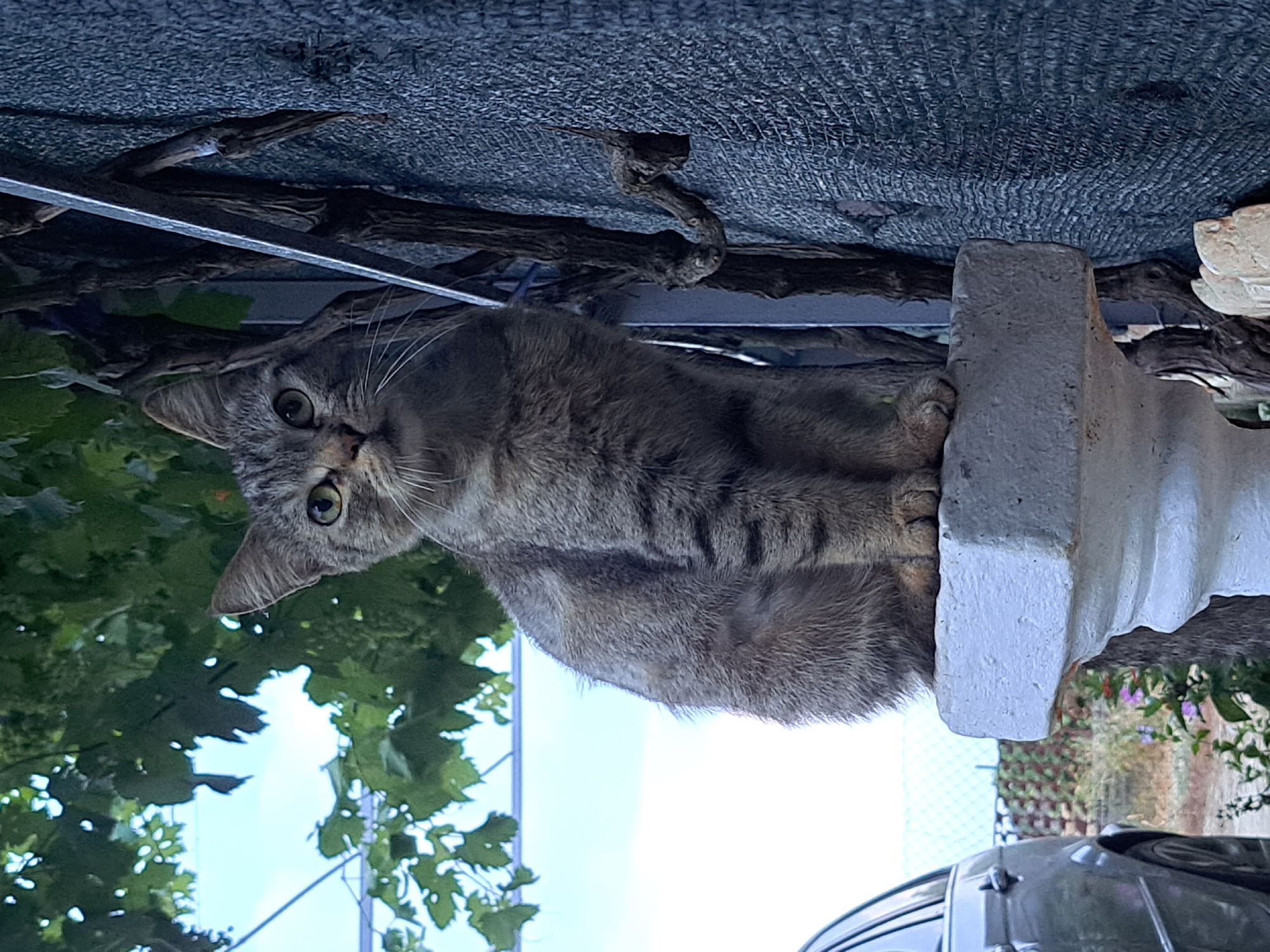A tabby cat sits alertly on a white decorative pillar in Vypasne, Ukraine. The cat is positioned centrally in the frame, facing forward with its body angled slightly to its left. Its fur is striped with shades of grey and brown, and its large green eyes are focused intently. The cat's front paws are resting on the top surface of the pillar.
Behind the cat, on the right side of the image, is a dark grey textured mesh fence, partially obscured by a tangle of dry, woody vines. A thin, vertical metal railing runs alongside the fence, with a few of the vines wrapped around it. To the left of the cat, lush green leaves and branches of a tree are visible against a bright blue sky. A portion of a silver car is seen on the far left of the frame, parked beside a fence with a red brick pattern. In the foreground, at the base of the pillar, some small purple and green plants are growing. The overall scene appears to be an outdoor residential area.