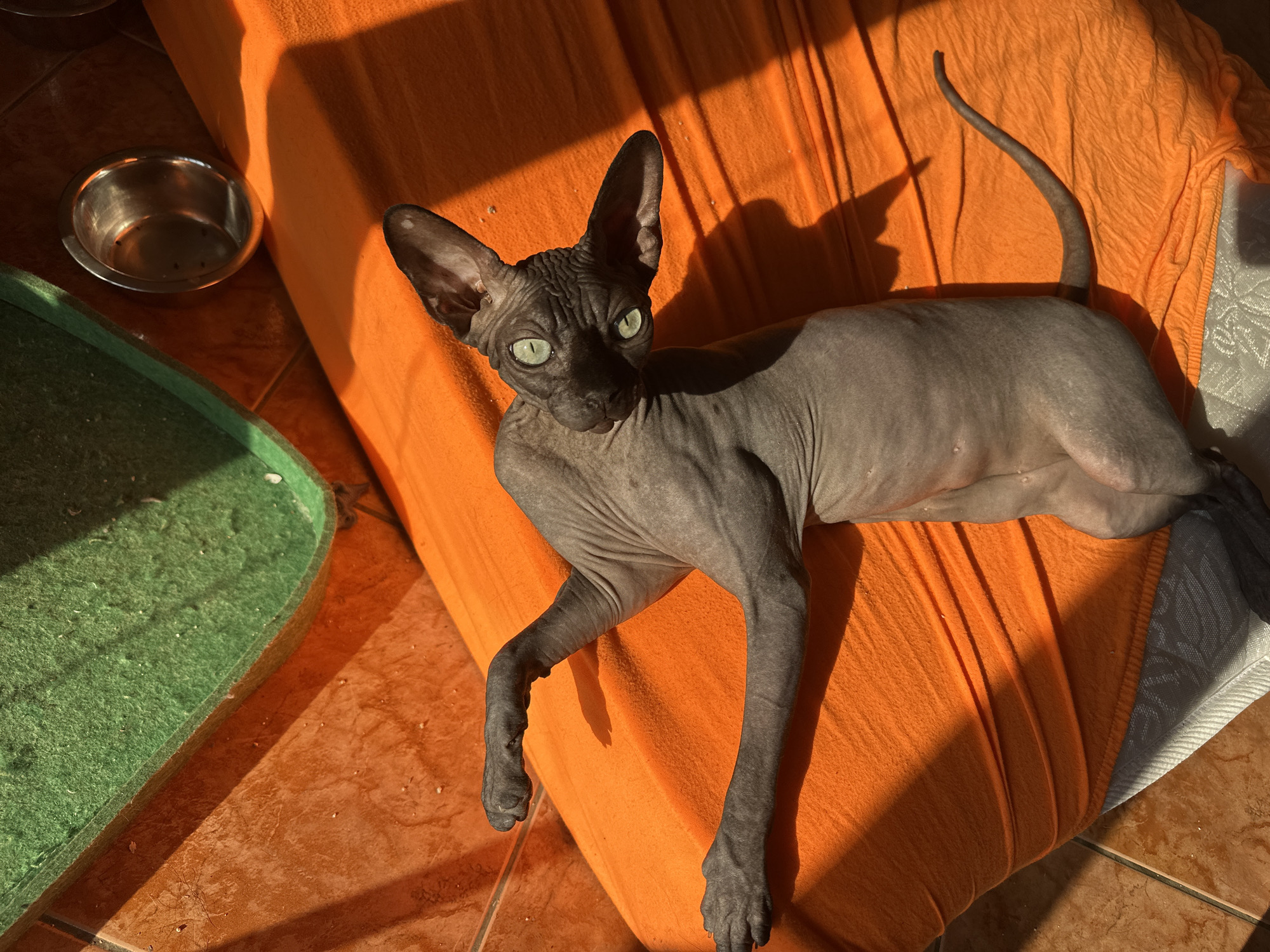 A hairless Sphinx cat with striking green eyes lies on an orange blanket, bathed in the warm light of the late afternoon sun. The cat's wrinkled skin is a dark gray, contrasting with the vibrant orange fabric. Its slender body is stretched out, with its front paws resting gently on the blanket. The cat's tail curves gracefully upwards.
To the left of the cat, a silver pet bowl sits on a tiled floor. Adjacent to the bowl is a green object, possibly a pet bed or mat, with a textured surface. The floor is covered in terracotta-colored tiles. The sunlight casts long shadows across the scene, creating a sense of depth and highlighting the textures of the blanket and the cat's skin. The overall mood is peaceful and serene, with the cat appearing relaxed and comfortable. The scene suggests a domestic setting, likely a home or outdoor patio in Budva, Montenegro. The strong sunlight indicates a clear day. There is no visible text in the image.
