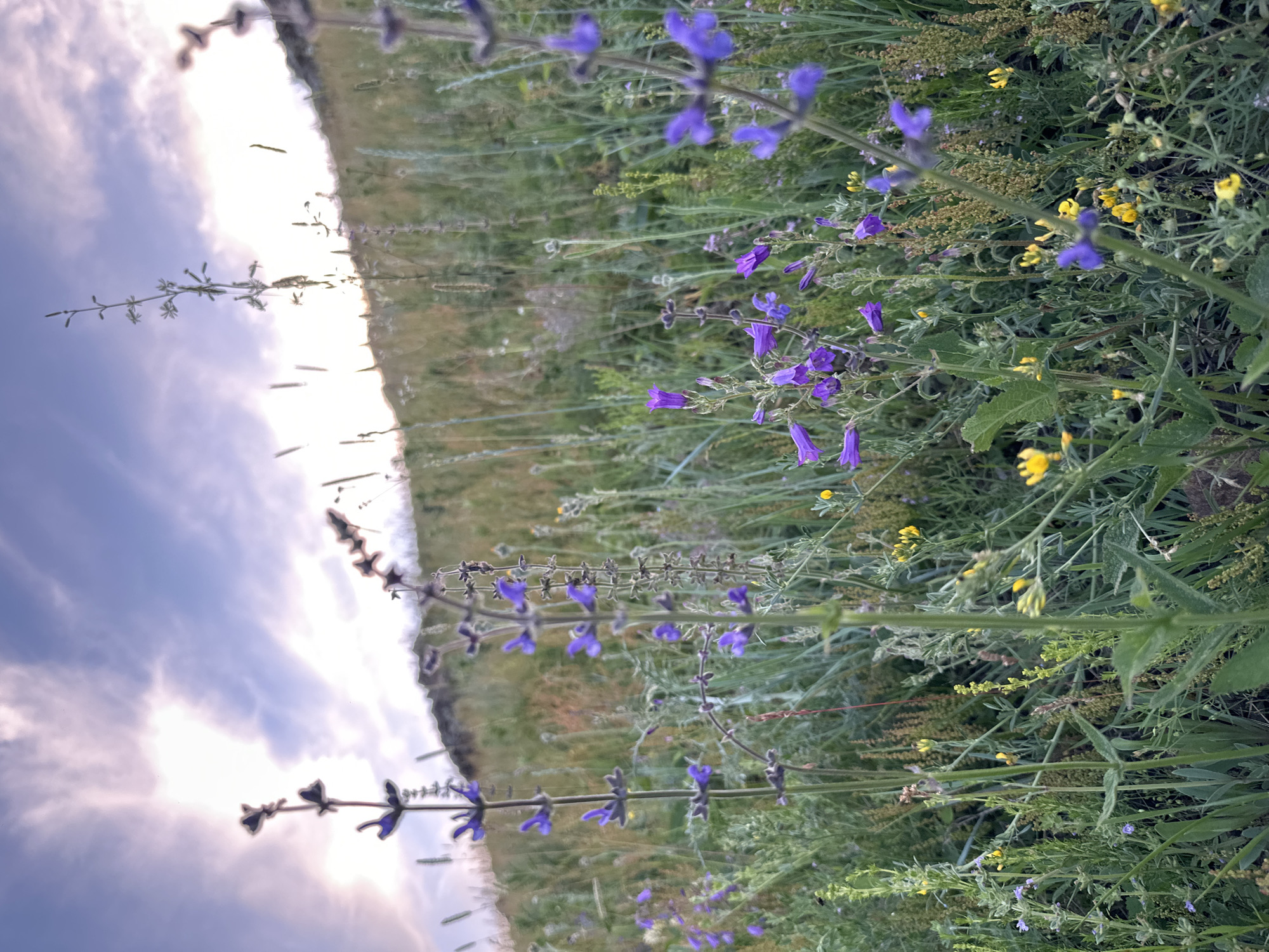 A close-up, low-angle, outdoor shot captures a field of wildflowers and tall grasses against a backdrop of a hazy, overcast sky with streaks of pink and white clouds. The foreground is dominated by several stalks of purple wildflowers with small, delicate blooms, interspersed with green grass and smaller yellow flowers. The natural lighting suggests it is either early morning or late afternoon. The scene is in a natural environment, possibly a hillside, with a blurred incline of vegetation in the mid-ground and background. There are no people or man-made structures visible in the image.