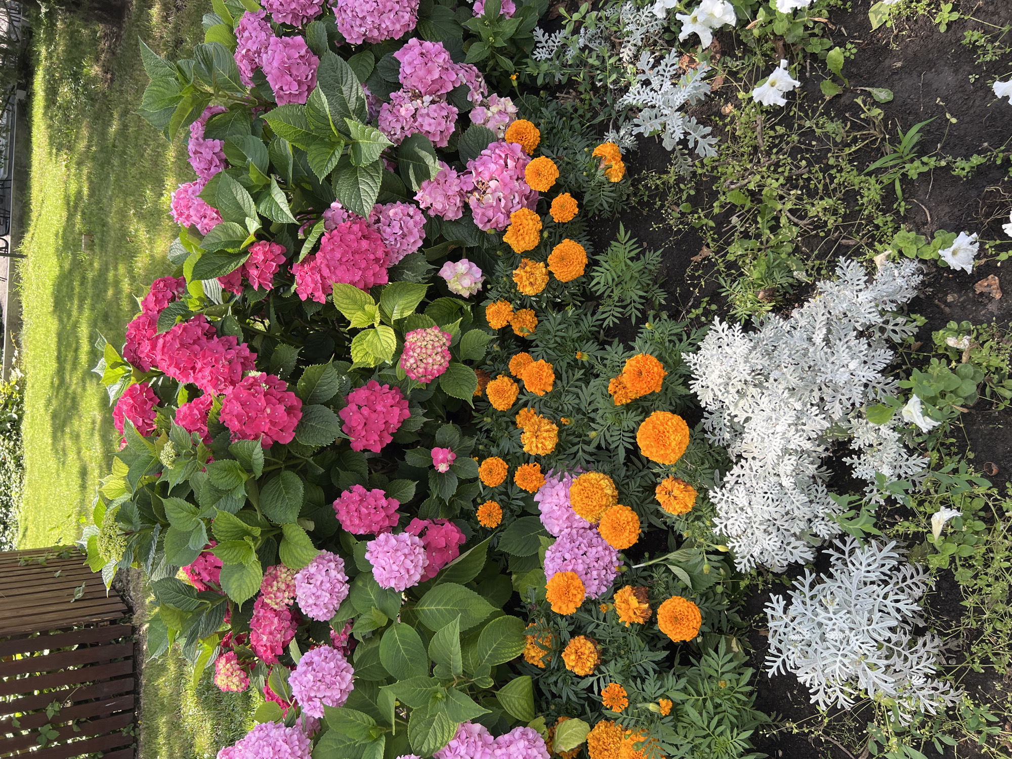 The image displays a vibrant flower bed in Krasnodar, Russia, featuring a variety of colorful blossoms. Large clusters of pink and deep pink hydrangeas dominate the upper portion of the frame. Below them, a dense layer of bright orange marigolds creates a striking contrast. Interspersed among the marigolds are smaller pink flowers, possibly also hydrangeas or similar varieties. In the foreground, silvery-white dusty miller plants add a touch of textural diversity. The flowers are arranged in a garden setting, with lush green grass and a wooden fence visible in the background. The lighting suggests it is a sunny day.