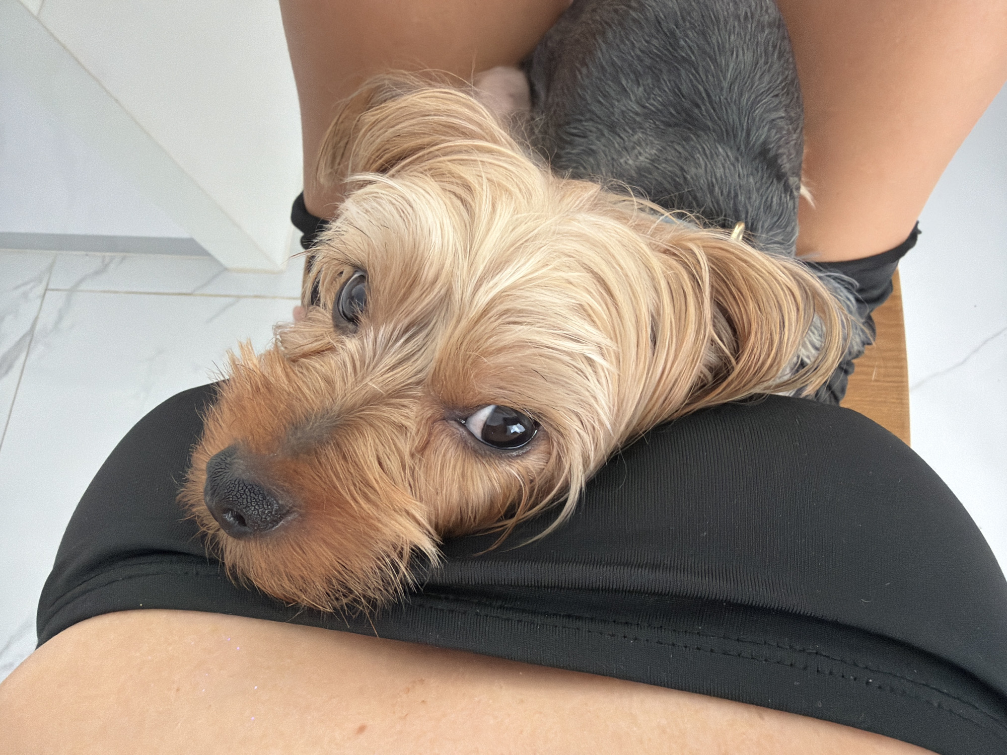 In Thep Krasatti, Thailand, a close-up, top-down shot captures a Yorkshire Terrier puppy resting on a person's lap. The puppy's face, dominated by its golden-brown fur and dark, expressive eyes, is positioned centrally, looking upwards. Its wet, black nose is prominent. The puppy is nestled against a person's thigh, clad in black fabric, possibly athletic wear, which shows some textured stitching along the left side. The background consists of a tiled floor and a white surface, suggestive of an indoor setting. The lighting is bright and natural.