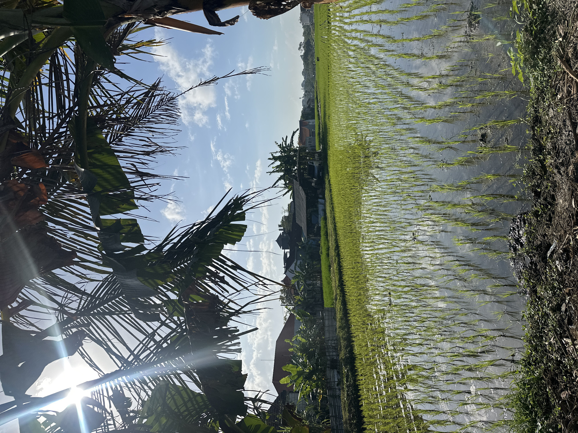 In North Kuta, Indonesia, a sunlit paddy field stretches towards a hazy horizon. Lush green rice shoots, barely emerging from the shallow water, are planted in neat rows, their reflections shimmering on the surface. In the midground, a cluster of buildings with red-tiled roofs and white walls are nestled amongst banana trees. Further back, a few more structures are visible, hinting at a rural village. The sky above is a bright blue, dotted with fluffy white clouds. Overhanging palm fronds frame the scene from the foreground, with sunlight filtering through their leaves, creating a dappled effect. The overall impression is one of tranquil rural life under a clear, sunny sky.