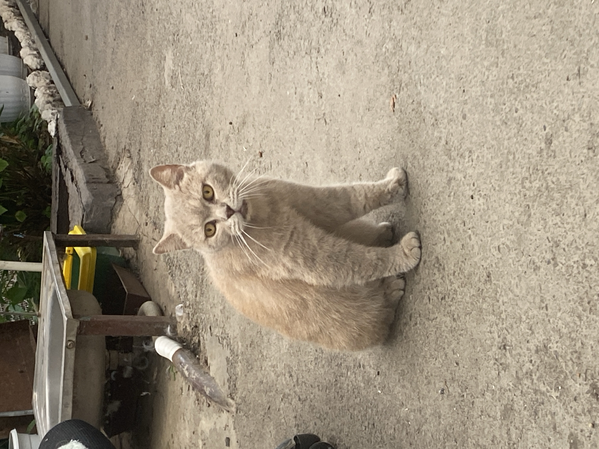 A light orange domestic cat with yellow eyes sits on a concrete surface in what appears to be an outdoor area. The cat is facing the camera and appears to be looking directly at the viewer. In the background, a metal sink structure is visible, along with some green and yellow bins. The overall environment suggests an urban or semi-urban setting. Based on the presence of the cat and the outdoor setting, this image could have been taken in Maykop, Russia, a city known for its outdoor spaces and domesticated animals.