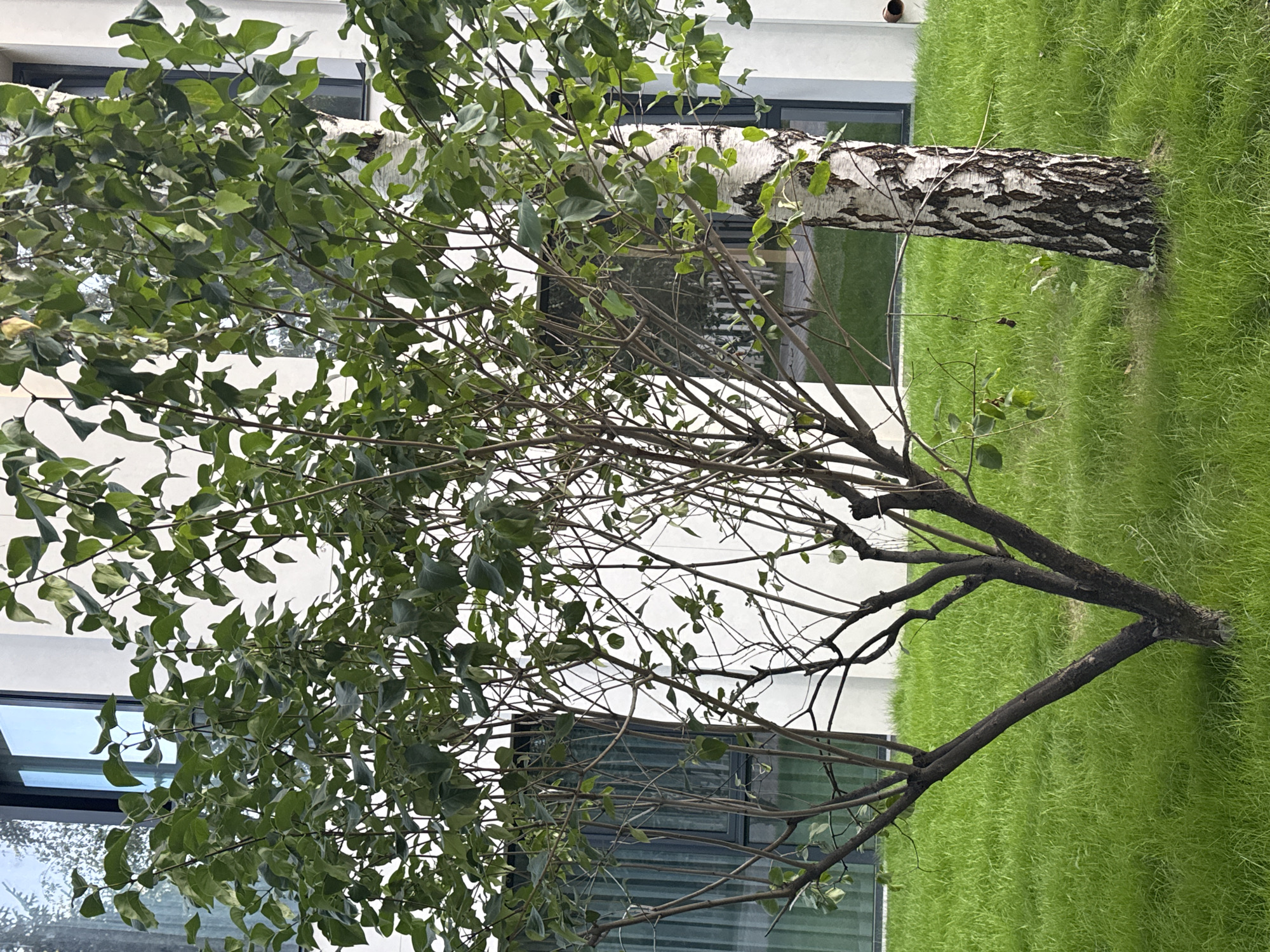 Two trees, one a deciduous tree with a brown trunk and sparse green leaves, and the other a birch tree with a white and black patterned trunk and dense green leaves, stand on a manicured green lawn. In the background, a modern white building with large windows is visible. The scene is set in the city of Sary-Oy, Kyrgyzstan.