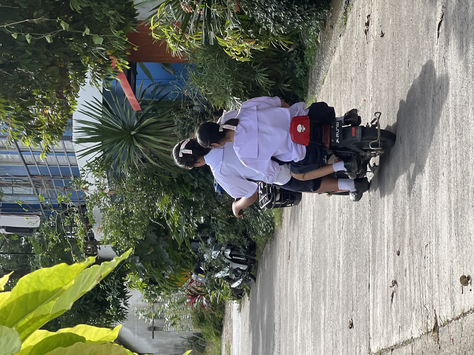 The image depicts two individuals, appearing to be school-aged girls wearing white school uniforms, riding on a dark-colored scooter on a paved road in Choeng Thale, Thailand. The girl in the front is operating the scooter, while the second girl is seated behind her. Both are wearing white polo shirts with sailor-style collars and dark skirts. They have their hair tied back with white ribbons. The scooter has a black basket attached to the front and a red cover on the rear passenger seat, adorned with a white cloud-like graphic. A license plate with Thai script is visible on the back of the scooter.
The environment is lush and green, with various trees and bushes lining the road. In the background, a building with blue-tinted windows and a red awning is partially visible, suggesting a residential or institutional setting. Several motorcycles are parked or visible in the background, indicating a common mode of transportation in the area. The lighting suggests it is daytime, with sunlight casting shadows on the road. The road itself is a concrete pathway, with some fallen leaves scattered on its surface. The overall scene conveys a sense of everyday life in a tropical urban or suburban environment.