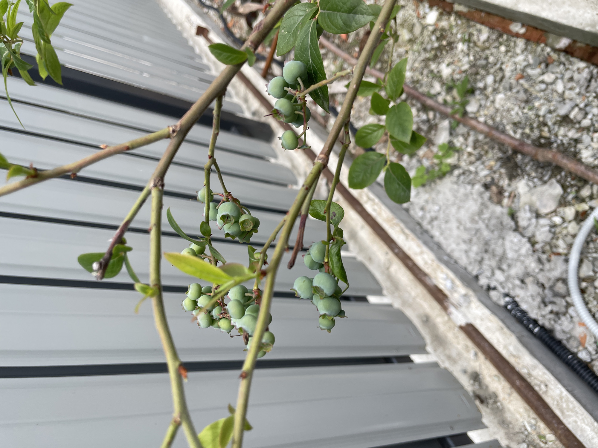 The image shows a close-up of a blueberry bush with unripe, green berries hanging from its branches. The bush has green leaves and brown stems. The background includes a corrugated metal surface and a concrete walkway with gravel and debris. No people are visible. The location is unknown and there is no evidence to suggest the scene is in Olginka, Russia.